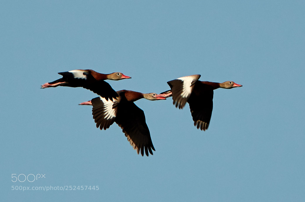 Canon EOS 5DS R sample photo. 04-06-18-0010697.jpg photography