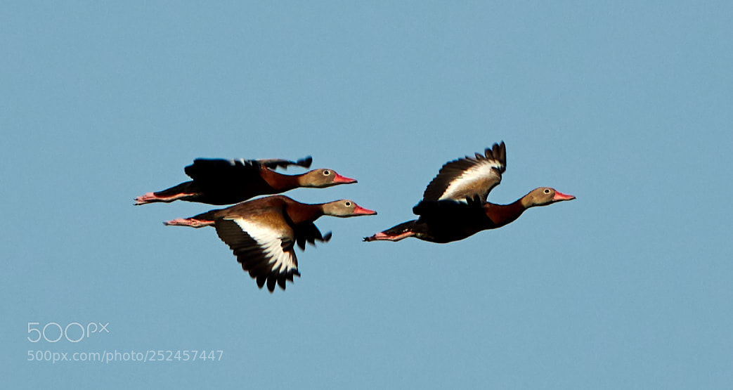 Canon EOS 5DS R sample photo. 04-06-18-0010696.jpg photography