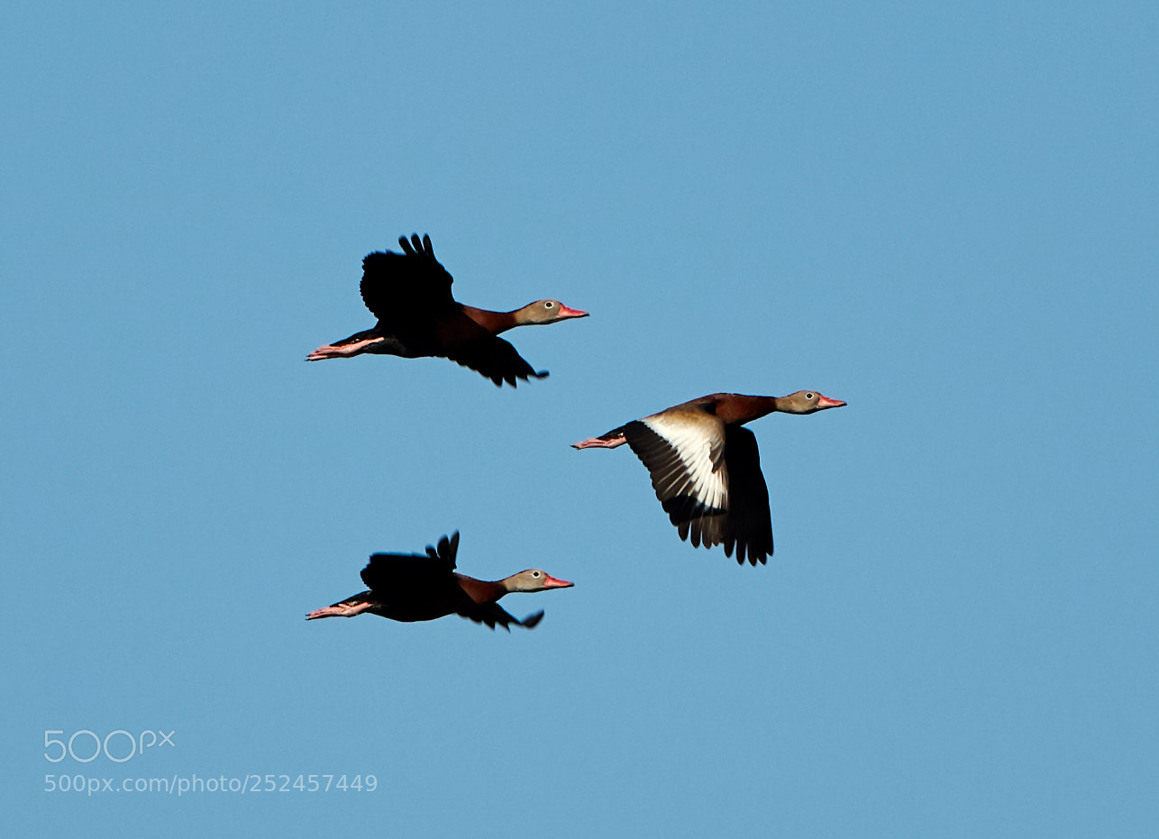 Canon EOS 5DS R sample photo. 04-06-18-0010695.jpg photography