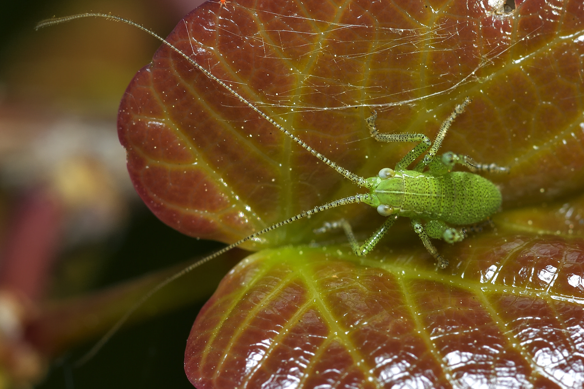 Nikon AF-S Micro-Nikkor 105mm F2.8G IF-ED VR sample photo. Macro photography