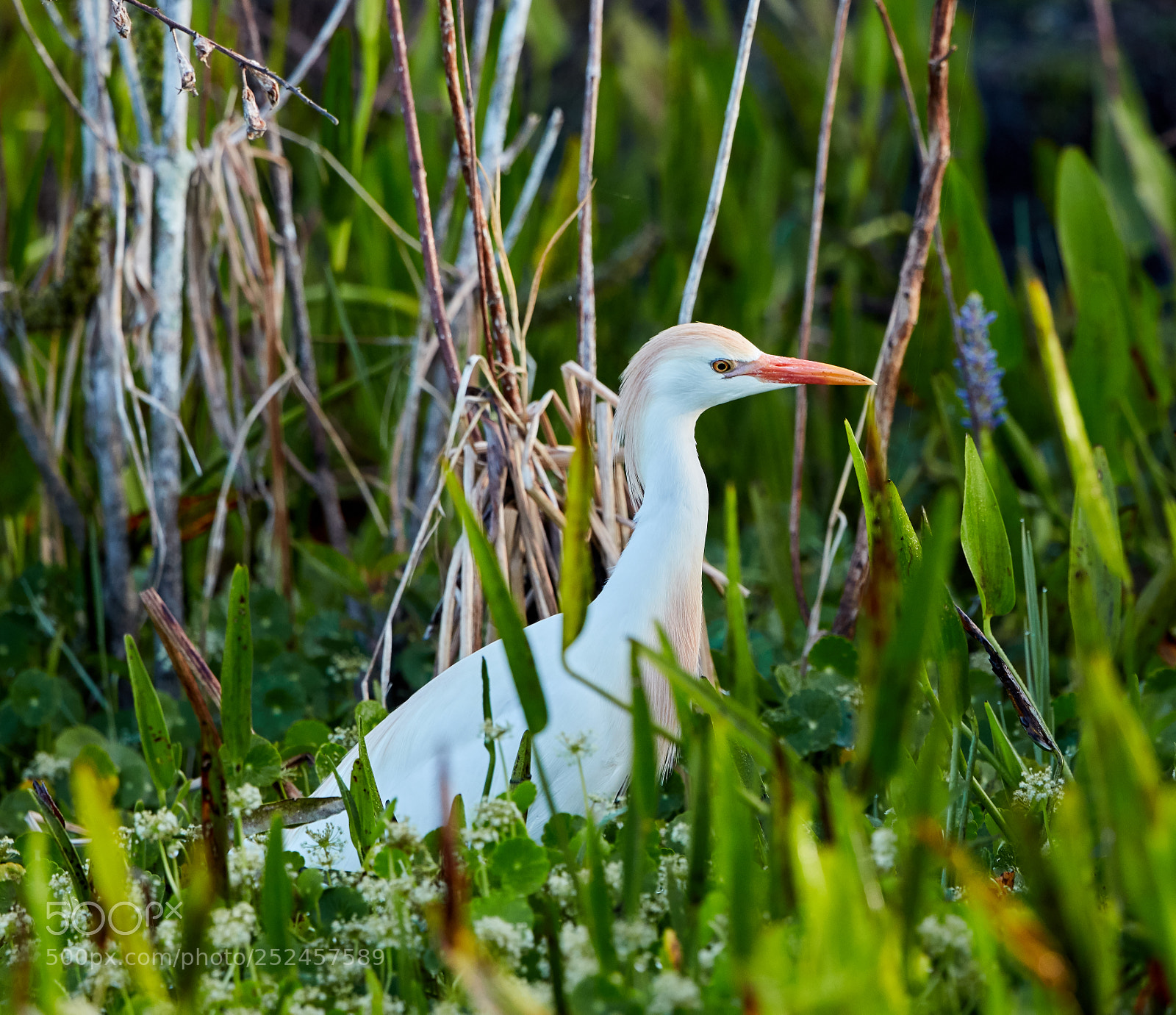 Canon EOS 5DS R sample photo. 04-06-18-0010882.jpg photography