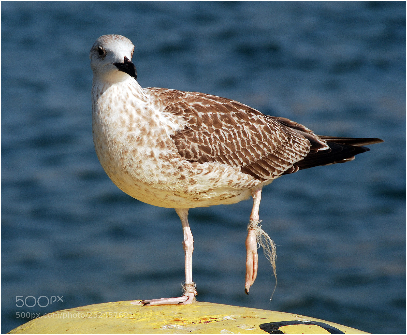 Nikon D80 sample photo. W photography