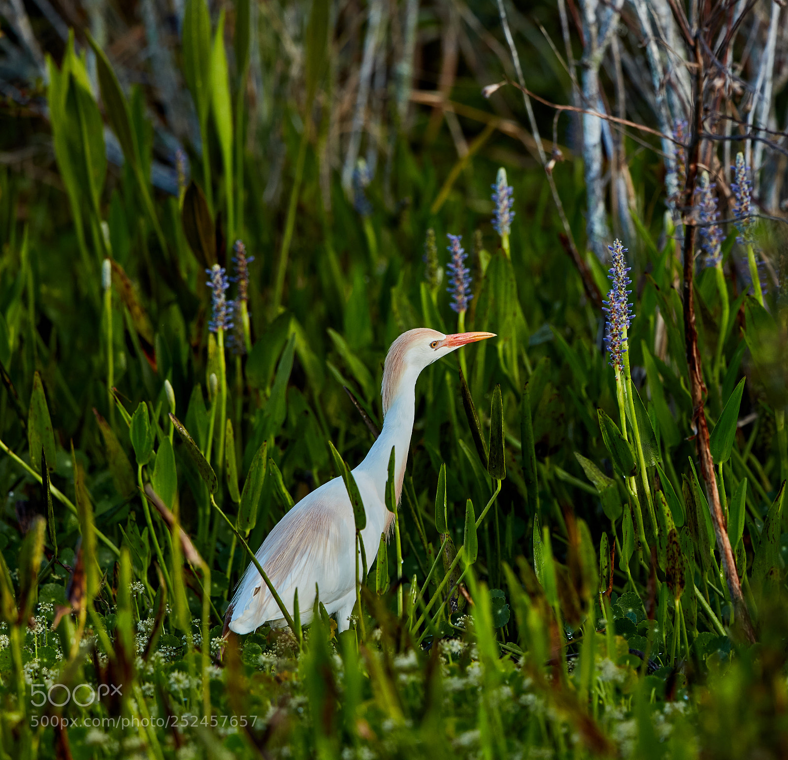 Canon EOS 5DS R sample photo. 04-06-18-0010887.jpg photography