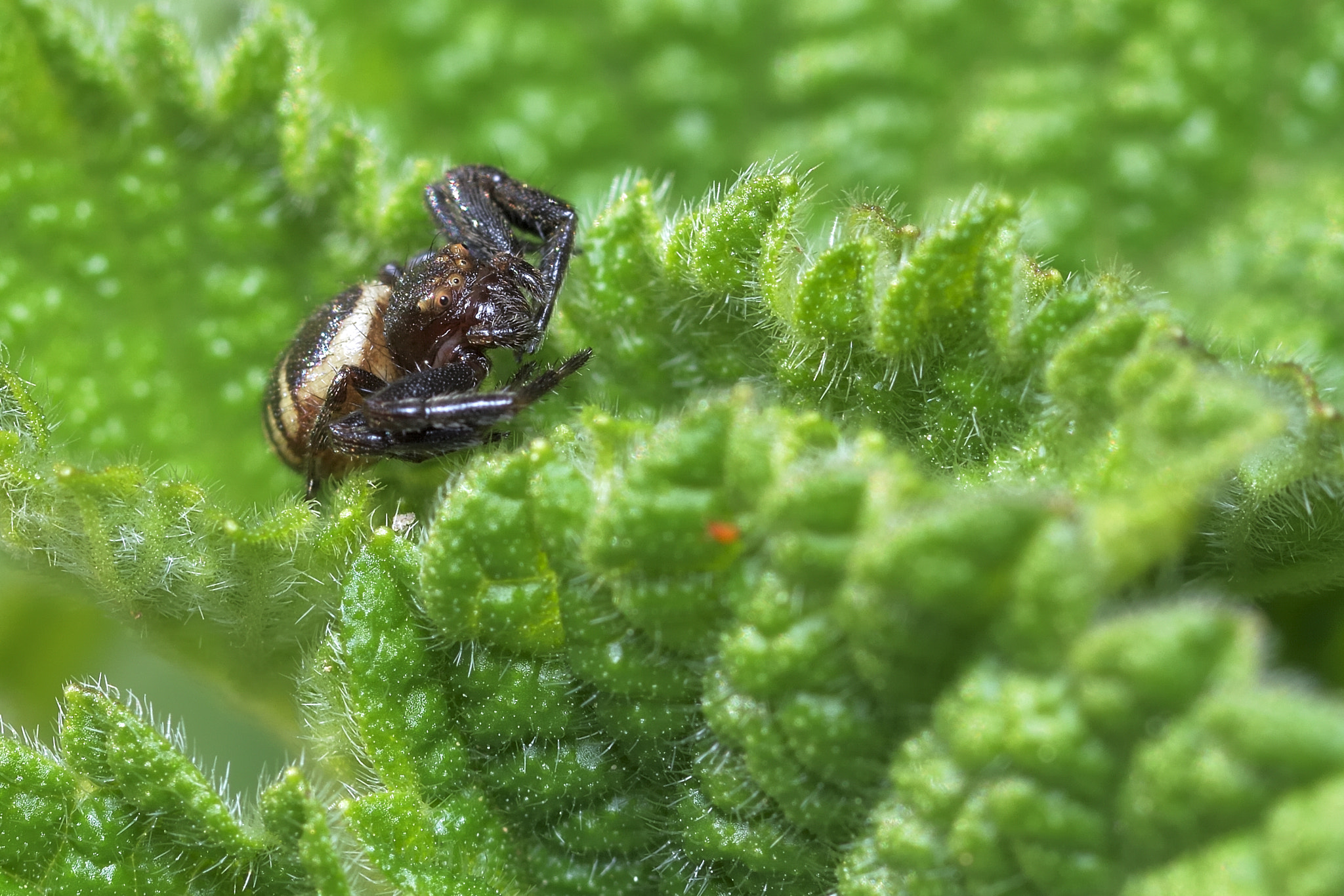 Nikon AF-S Micro-Nikkor 105mm F2.8G IF-ED VR sample photo. Macro photography