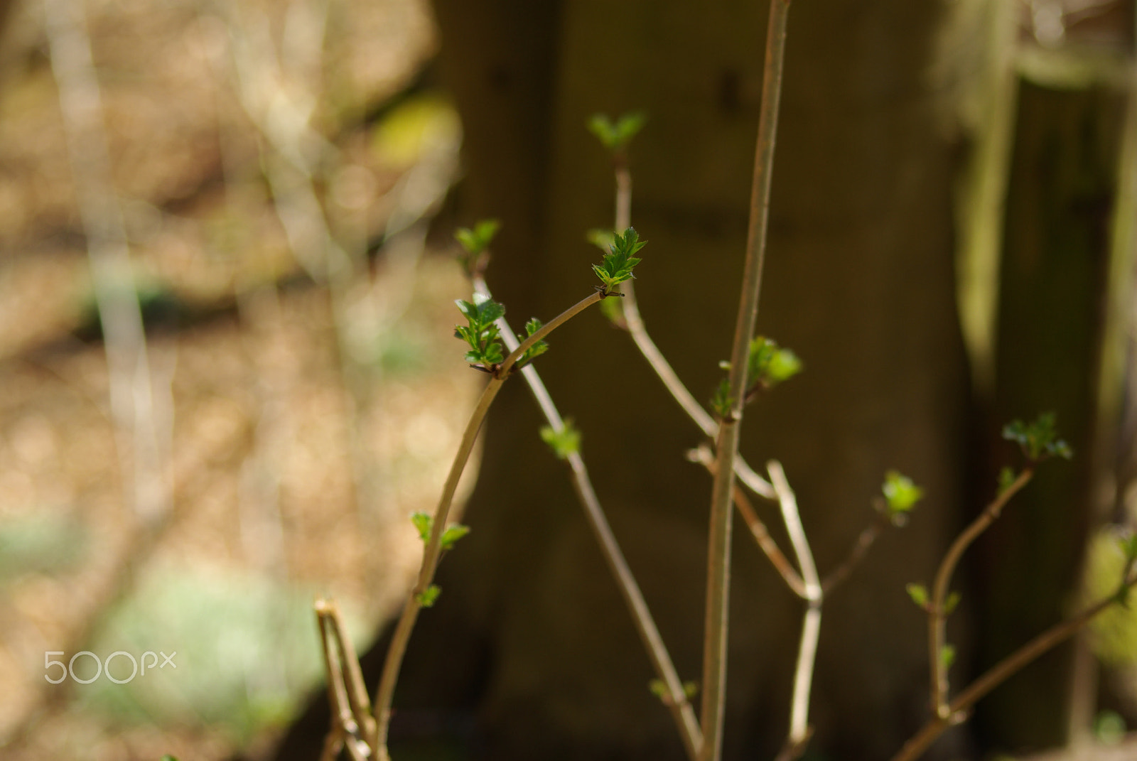 Sigma 70-300mm F4-5.6 Macro sample photo. Spring is cuming photography