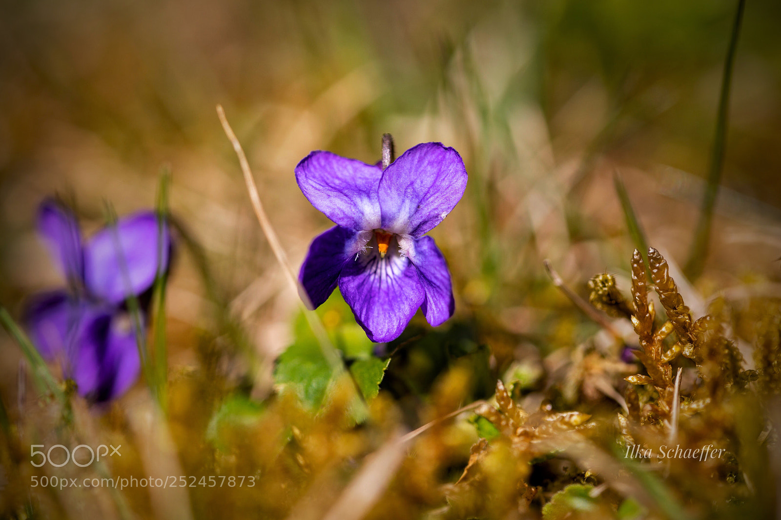 Canon EOS 5D Mark IV sample photo. Wilde veilchen  photography