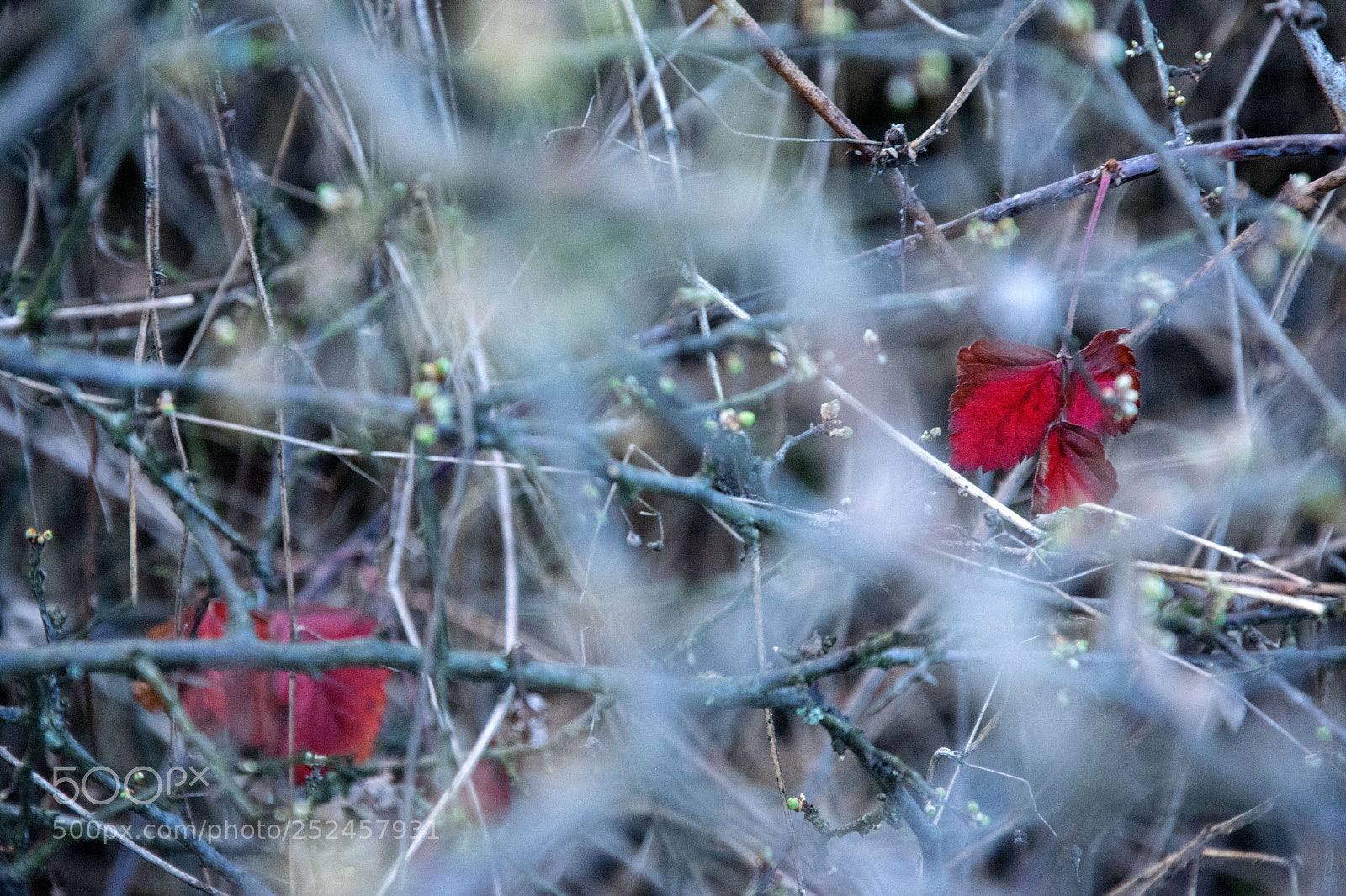 Nikon D3300 sample photo. New season photography