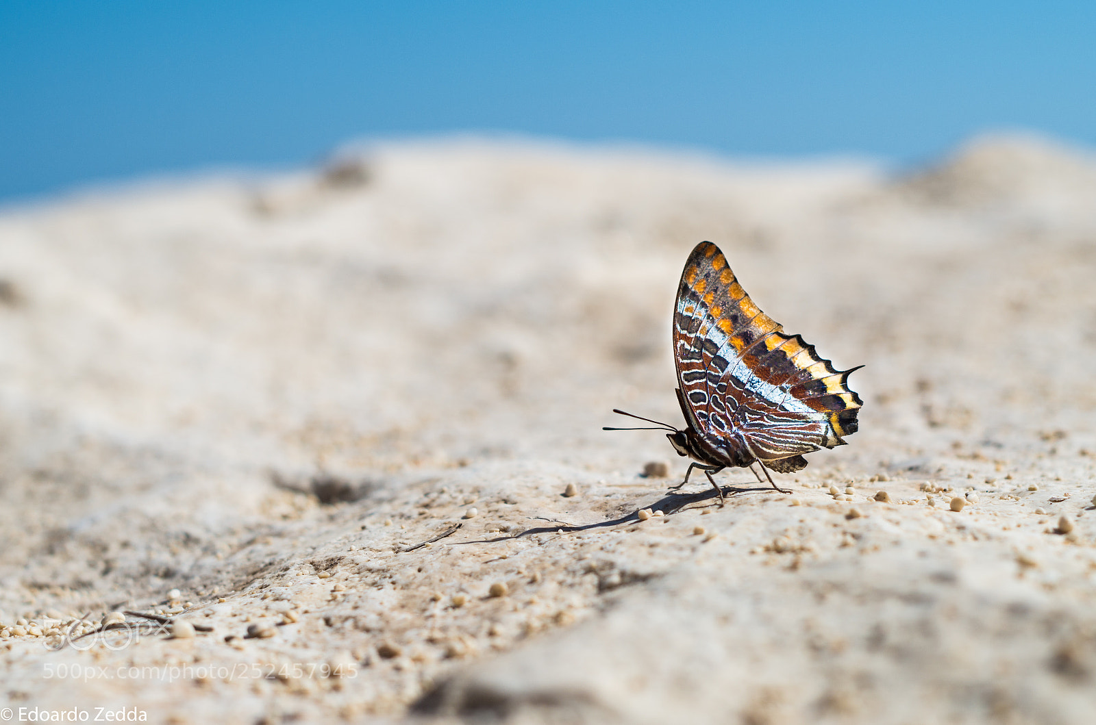 Pentax K-50 sample photo. Butterfly photography
