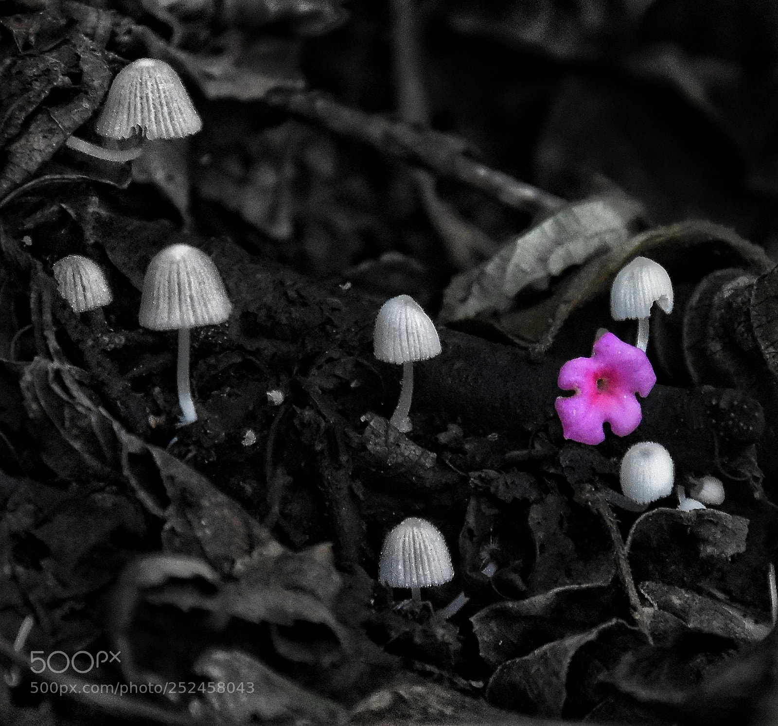 Nikon D7200 sample photo. Mushroom photography