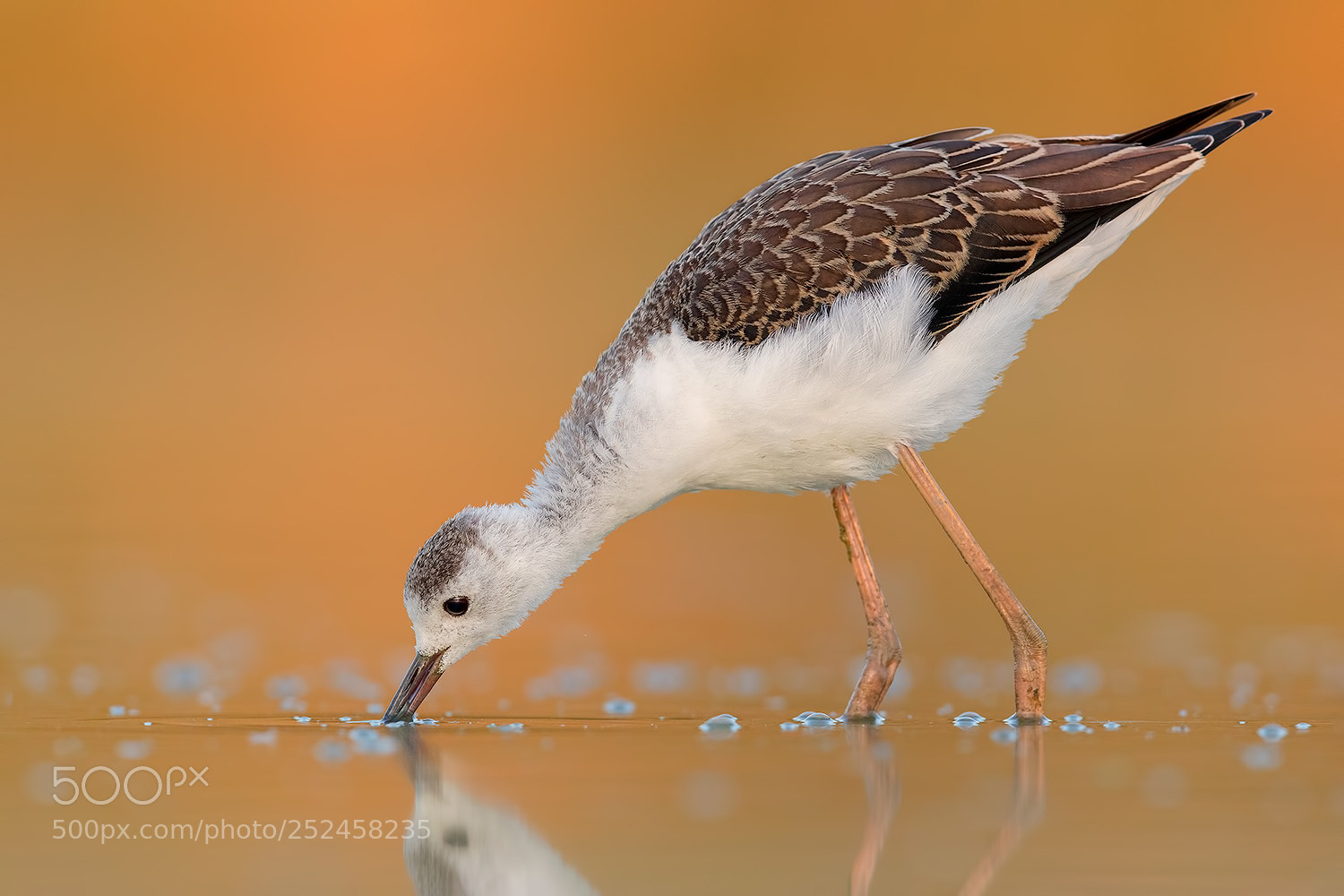Canon EOS 5D Mark IV sample photo. Black widget stilt dawn photography