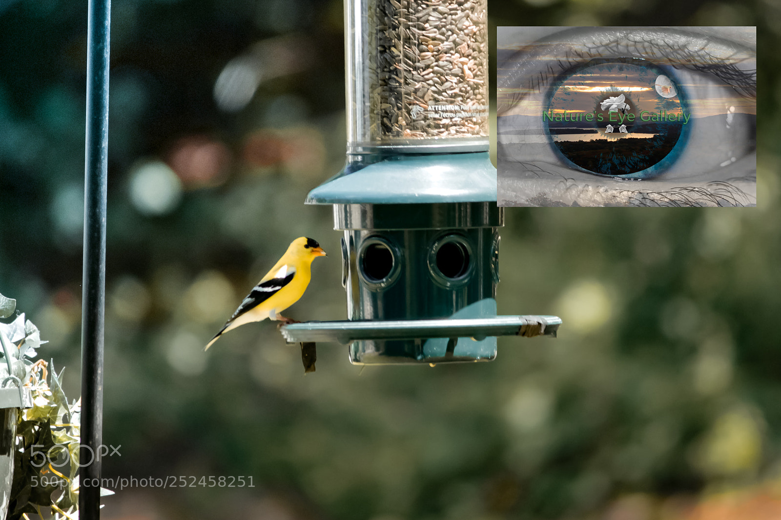 Canon EOS 600D (Rebel EOS T3i / EOS Kiss X5) sample photo. Kissing cardinals photography
