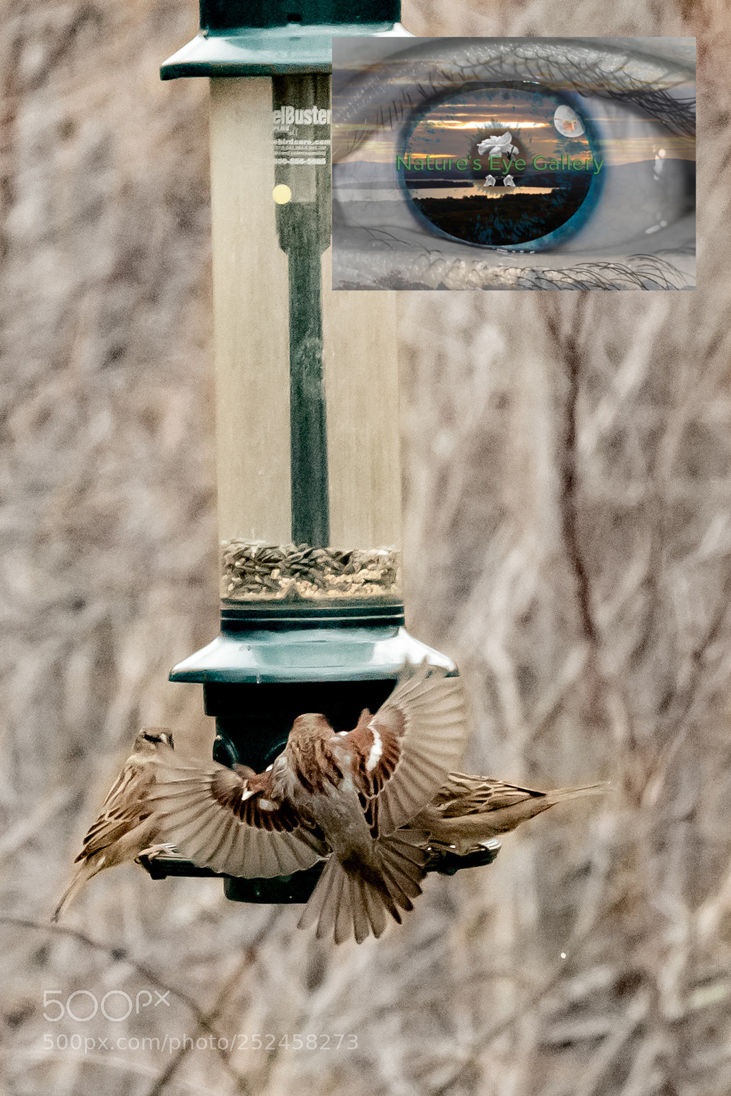 Canon EOS 5D Mark IV sample photo. Kissing cardinals photography