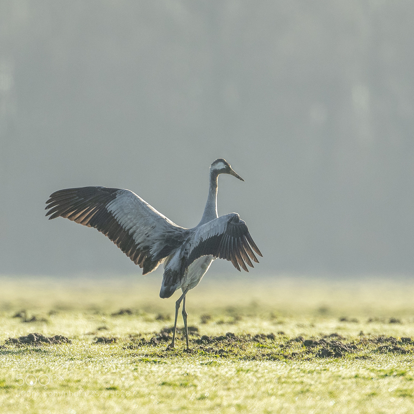 Nikon D500 sample photo. Common crane photography