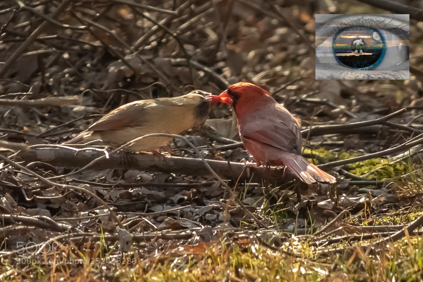 Canon EOS 5D Mark IV sample photo. Two kissing cardinals photography