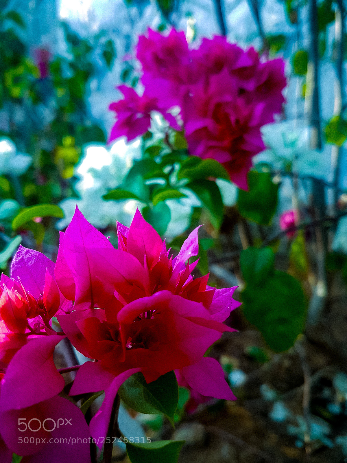 Samsung Galaxy S8+ sample photo. Macro photographjy photography