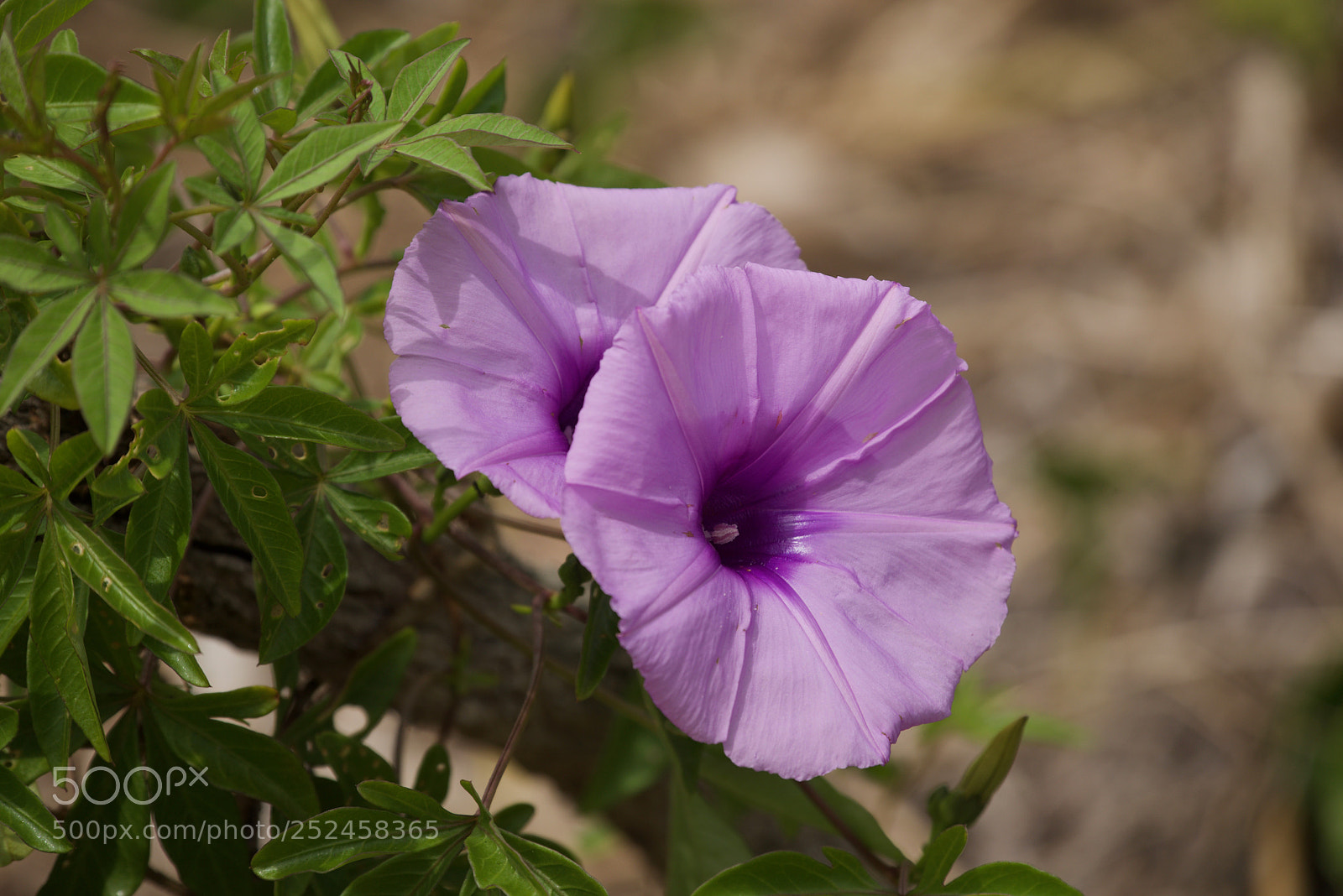 Nikon D800 sample photo. Untitled photography