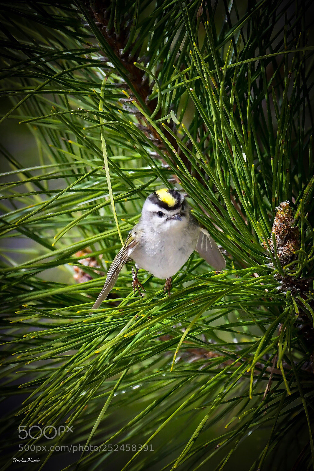 Nikon D500 sample photo. Golden-crowned kinglet / 3 photography
