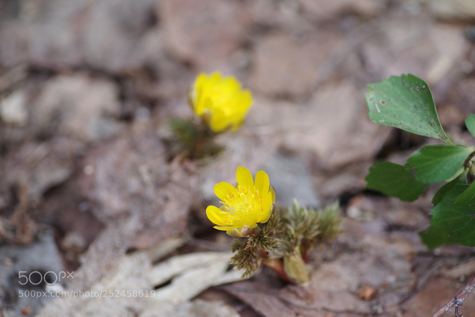 Pentax K-1 sample photo. After the snow melt photography