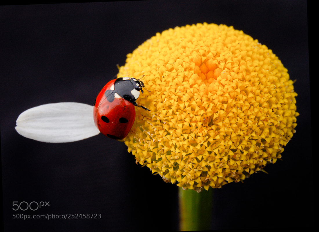 Nikon D50 sample photo. Ladybug photography