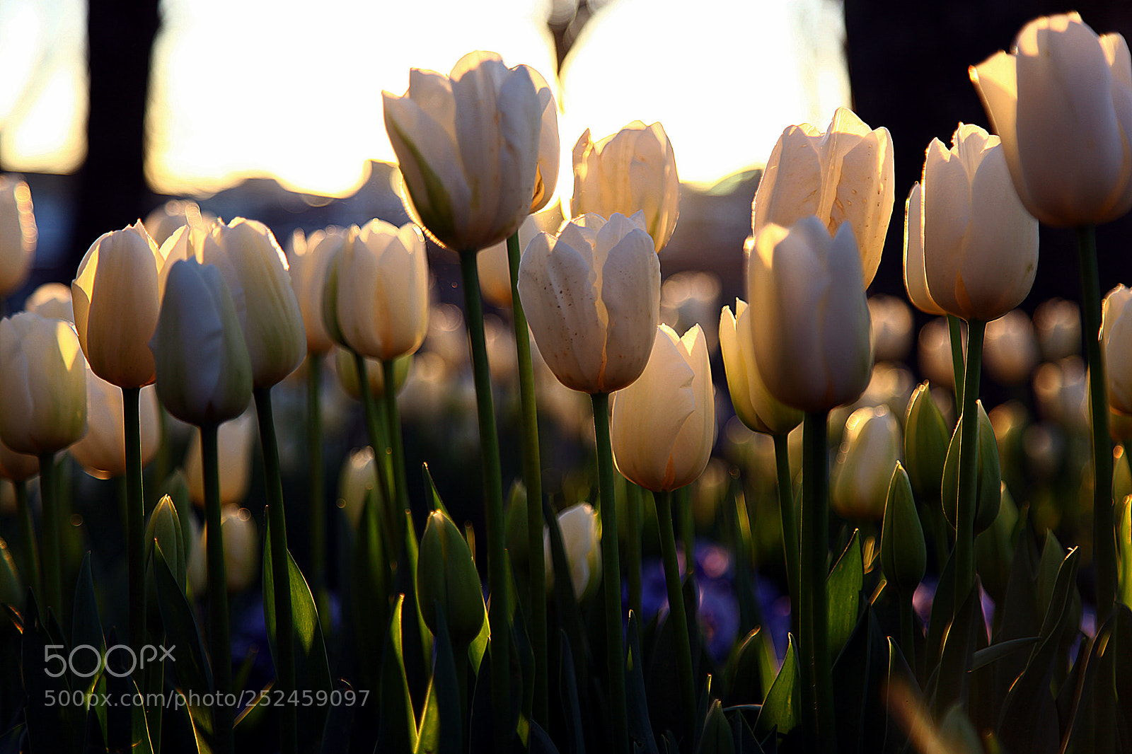 Canon EF 24-105mm F4L IS USM sample photo. Laleler... photography