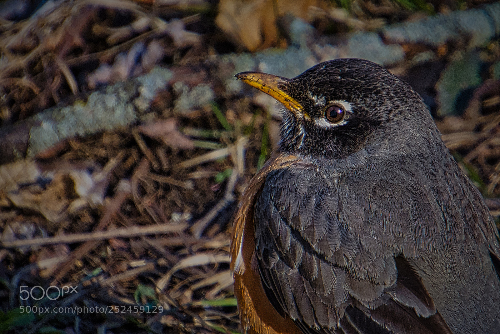 Nikon D7200 sample photo. Same robin different view photography