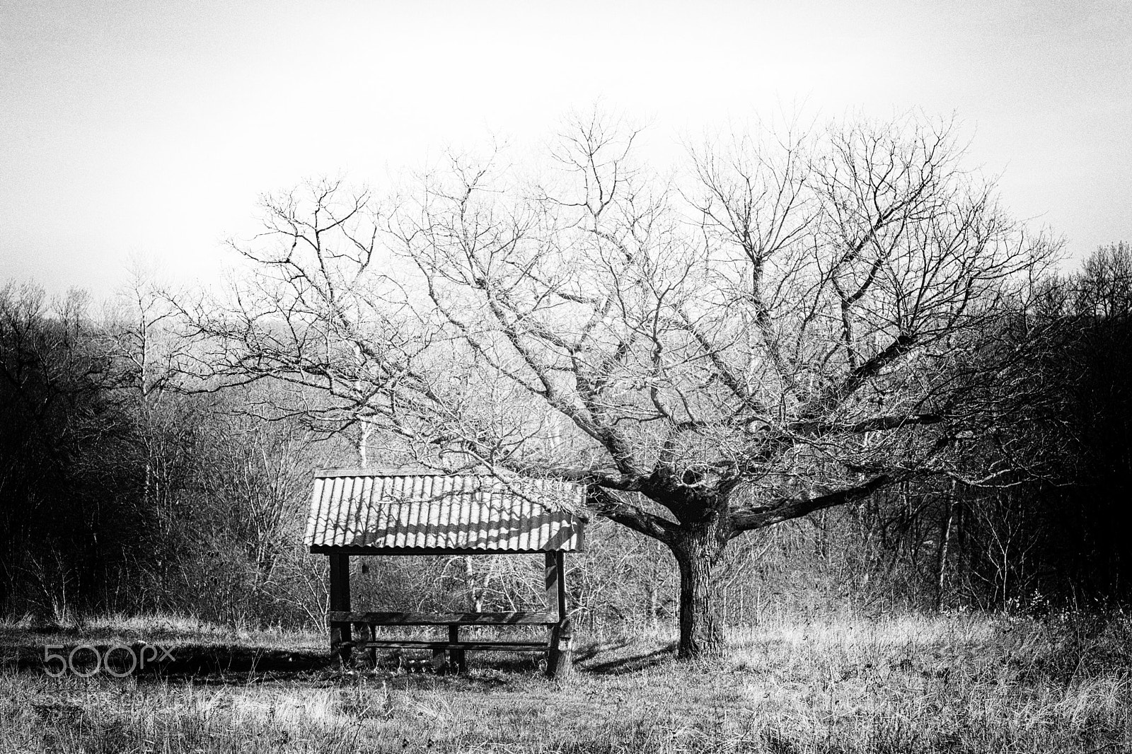Canon EOS 6D Mark II sample photo. Arbor under a tree photography