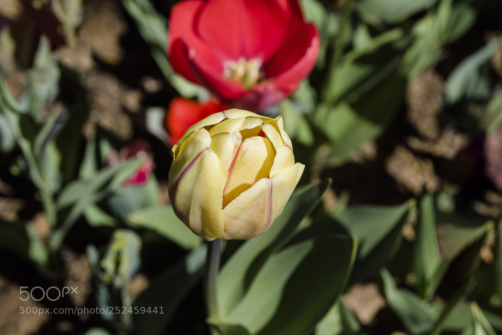 Nikon D810 sample photo. Untitled photography