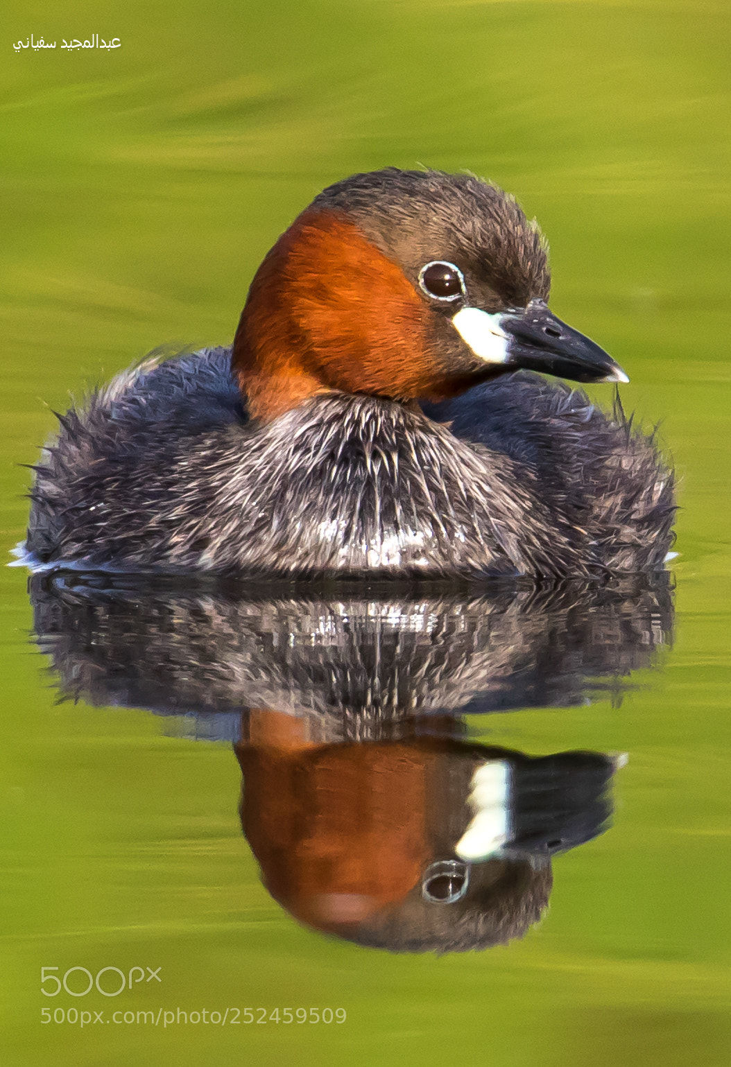 Canon EOS 7D Mark II sample photo. Little grebe - الغطاس الصغير photography