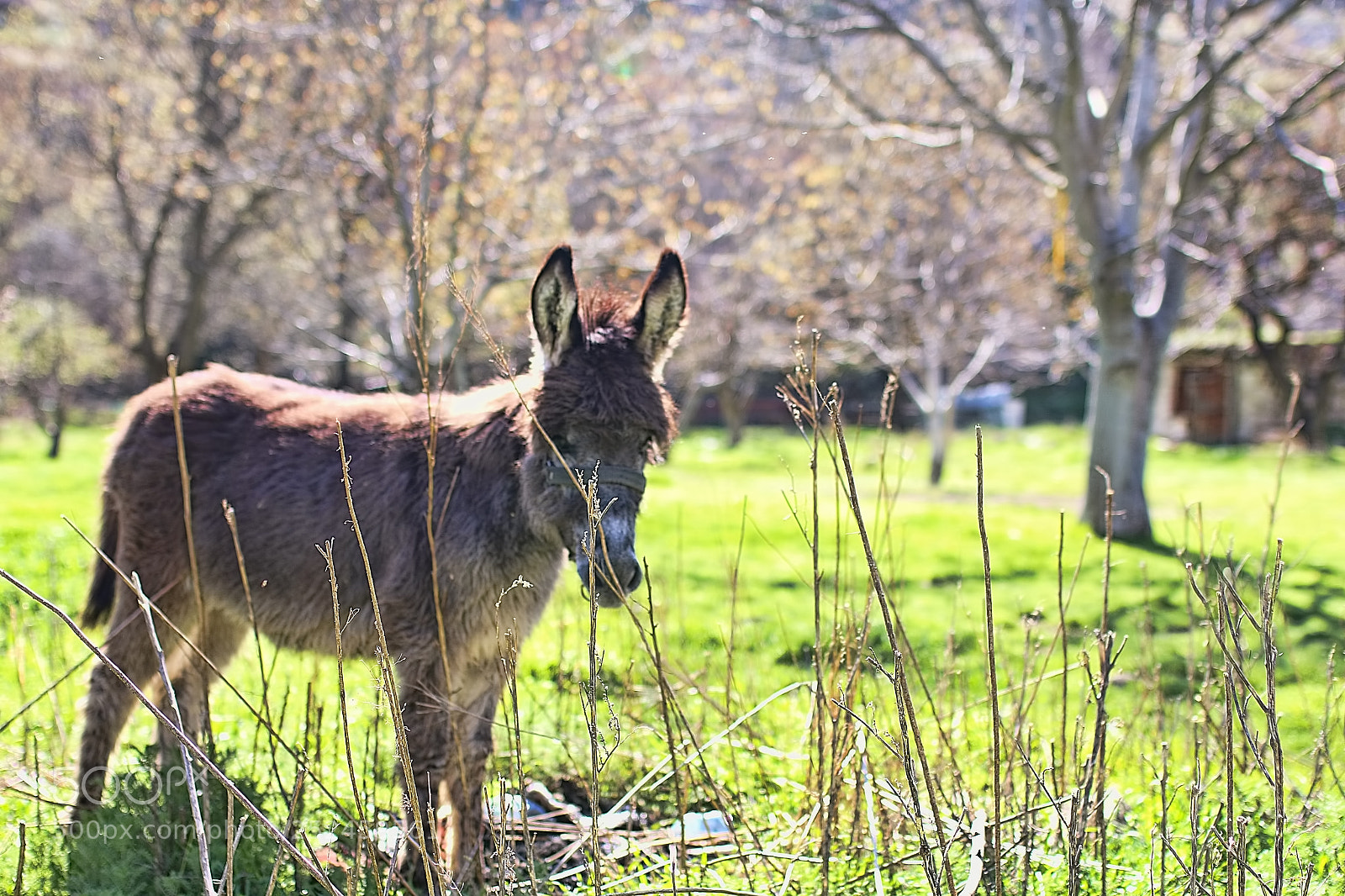 Canon EOS 70D sample photo. Sıpa photography