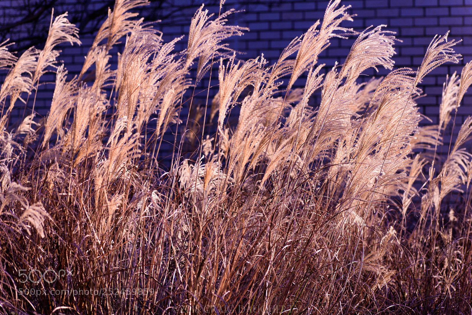 Nikon D7200 sample photo. Winter grass photography