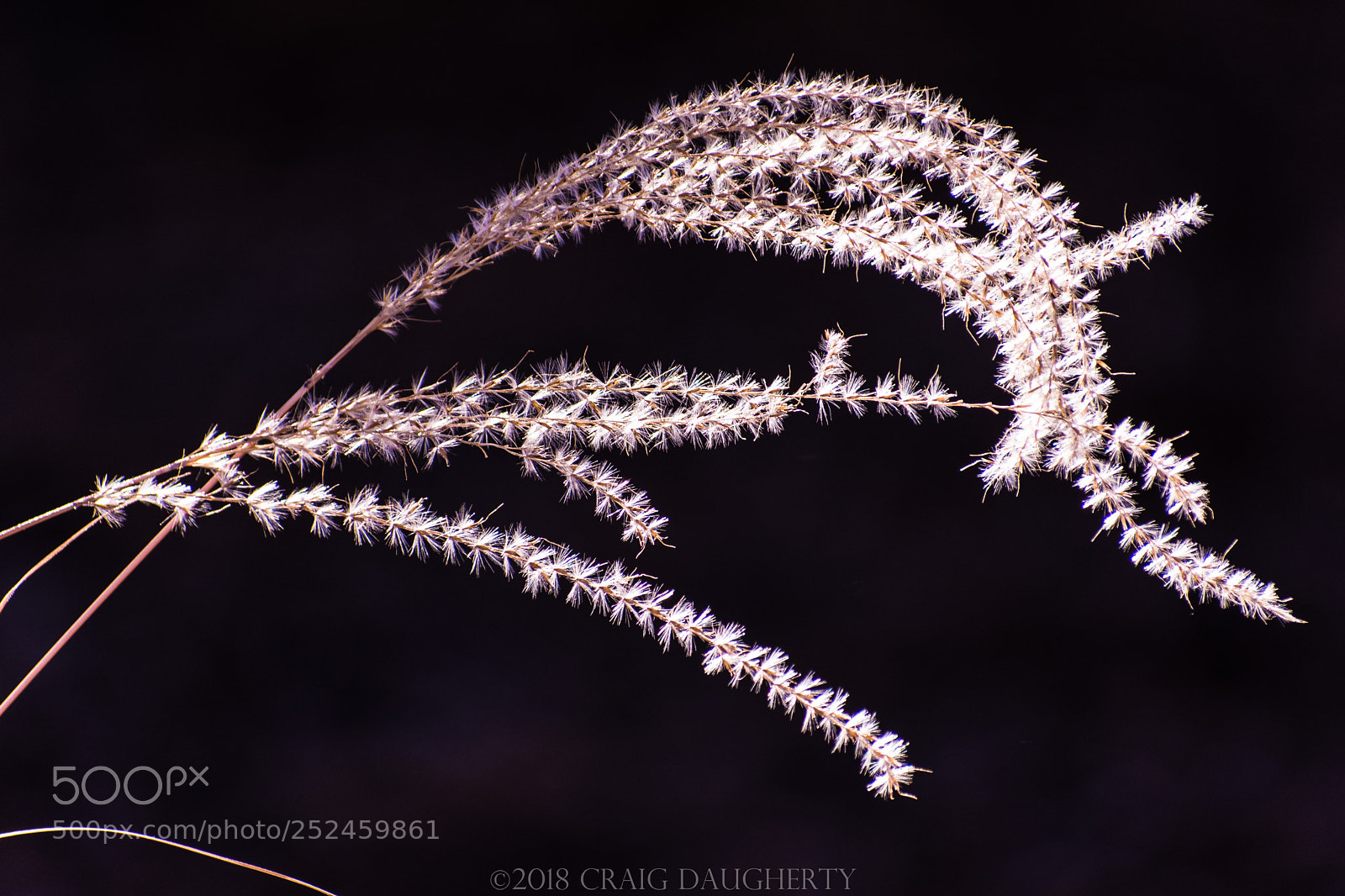 Nikon D7200 sample photo. Winter grass 2 photography