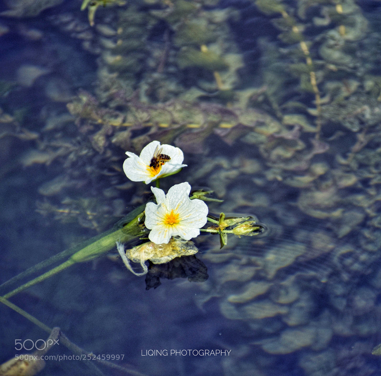 Nikon D810 sample photo. Ottelia acuminata a plant photography