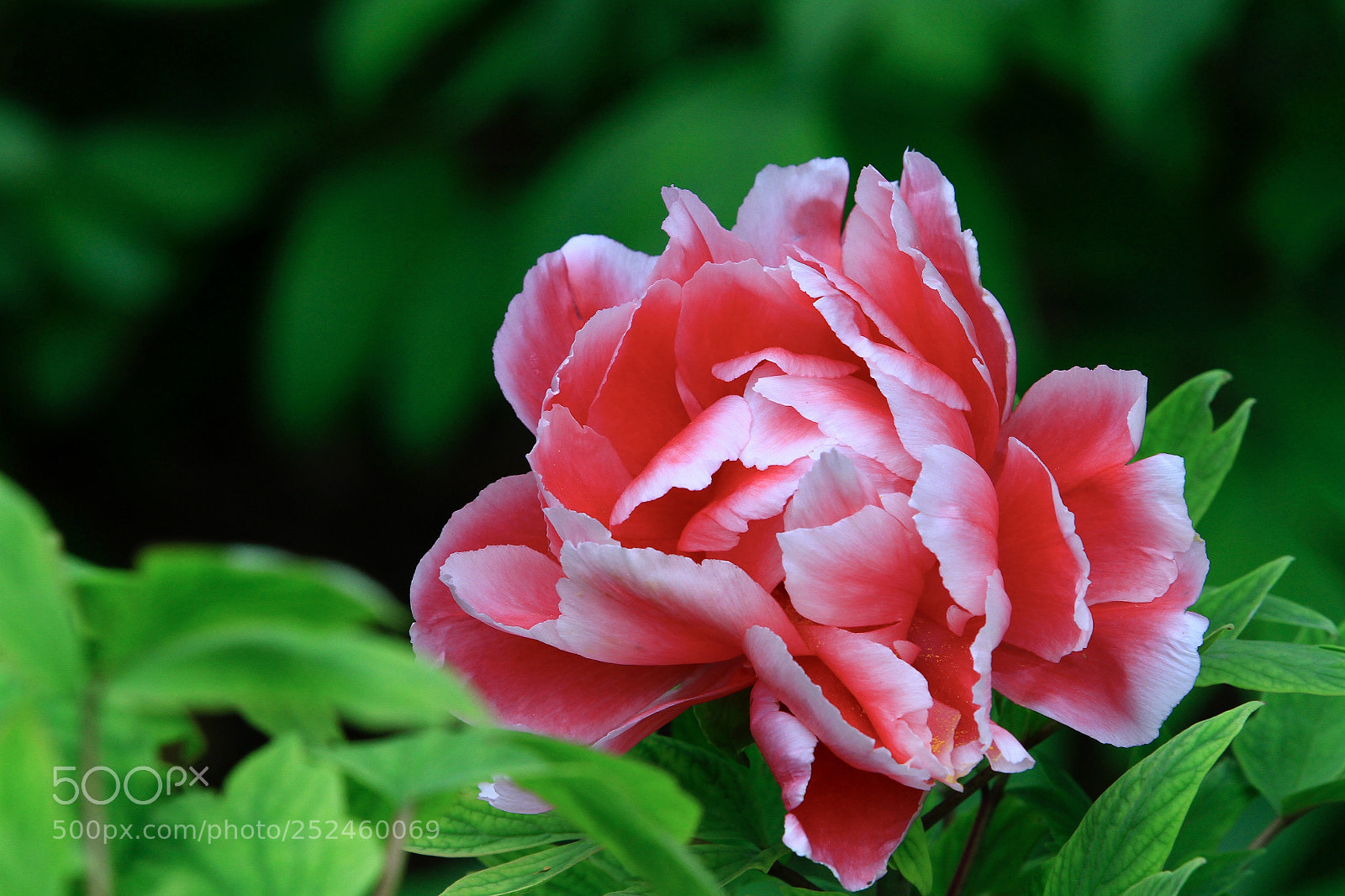 Canon EOS 7D sample photo. Untitled photography