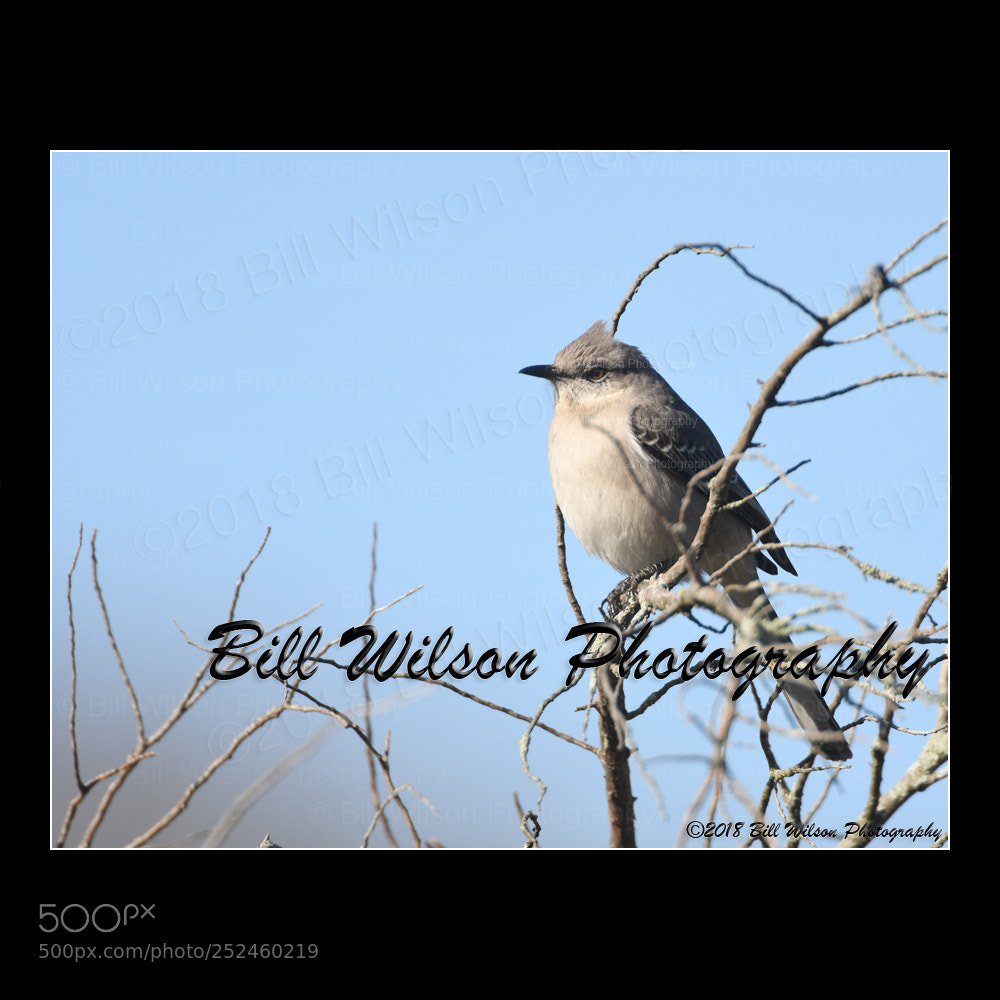 Nikon D500 sample photo. Mockingbird photography