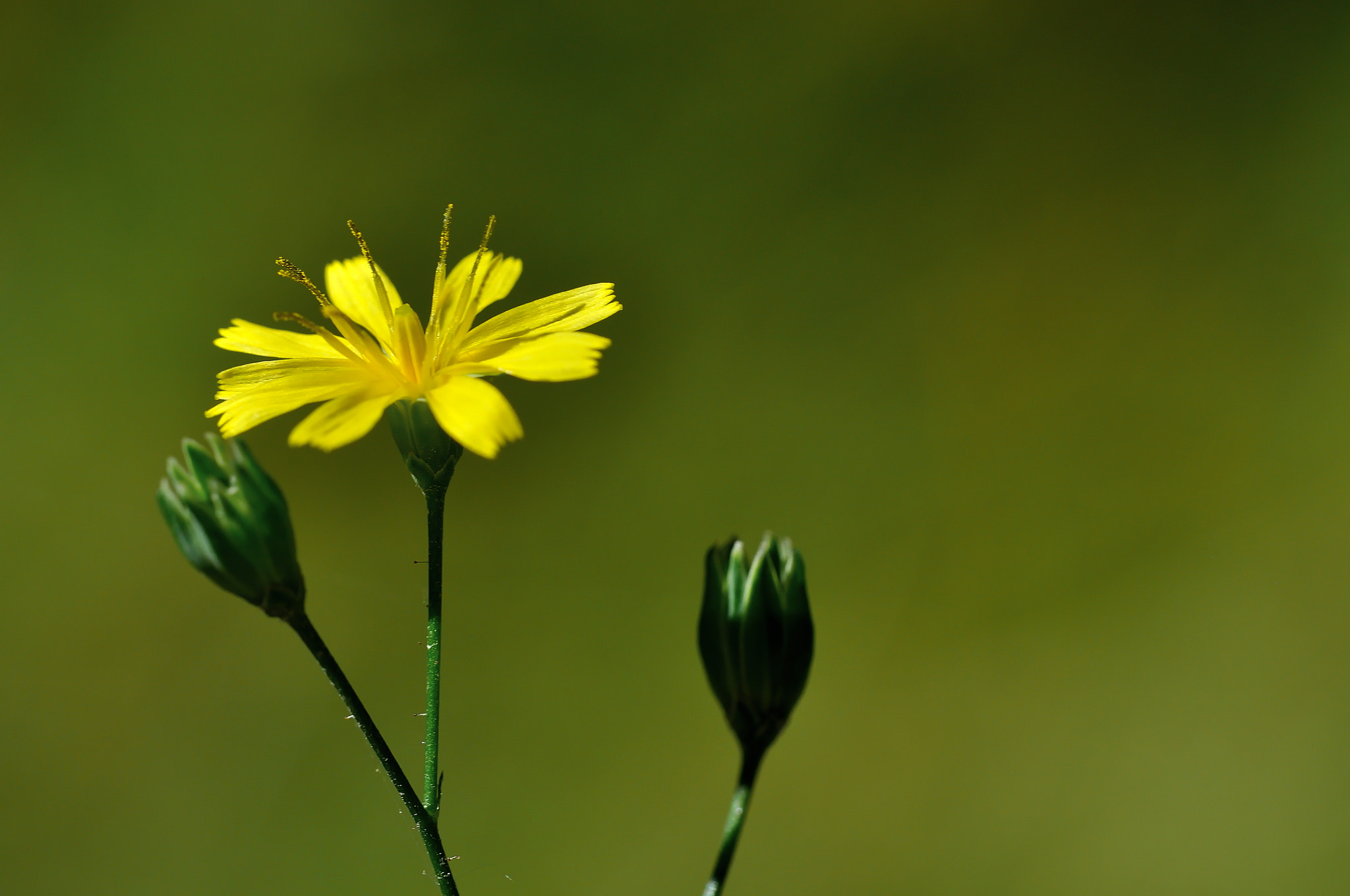 Nikon D5000 sample photo. Tiny yellow flower photography