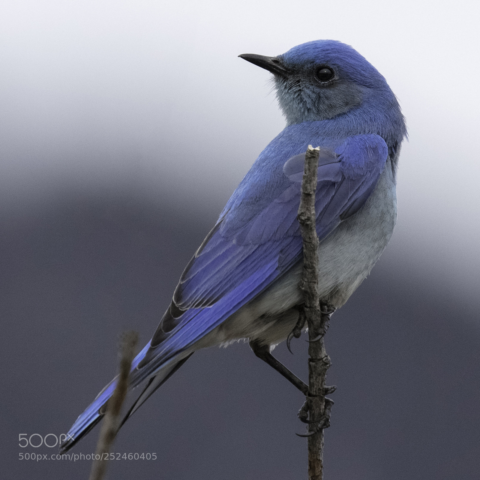 Canon EOS 5DS R sample photo. Electric blue photography