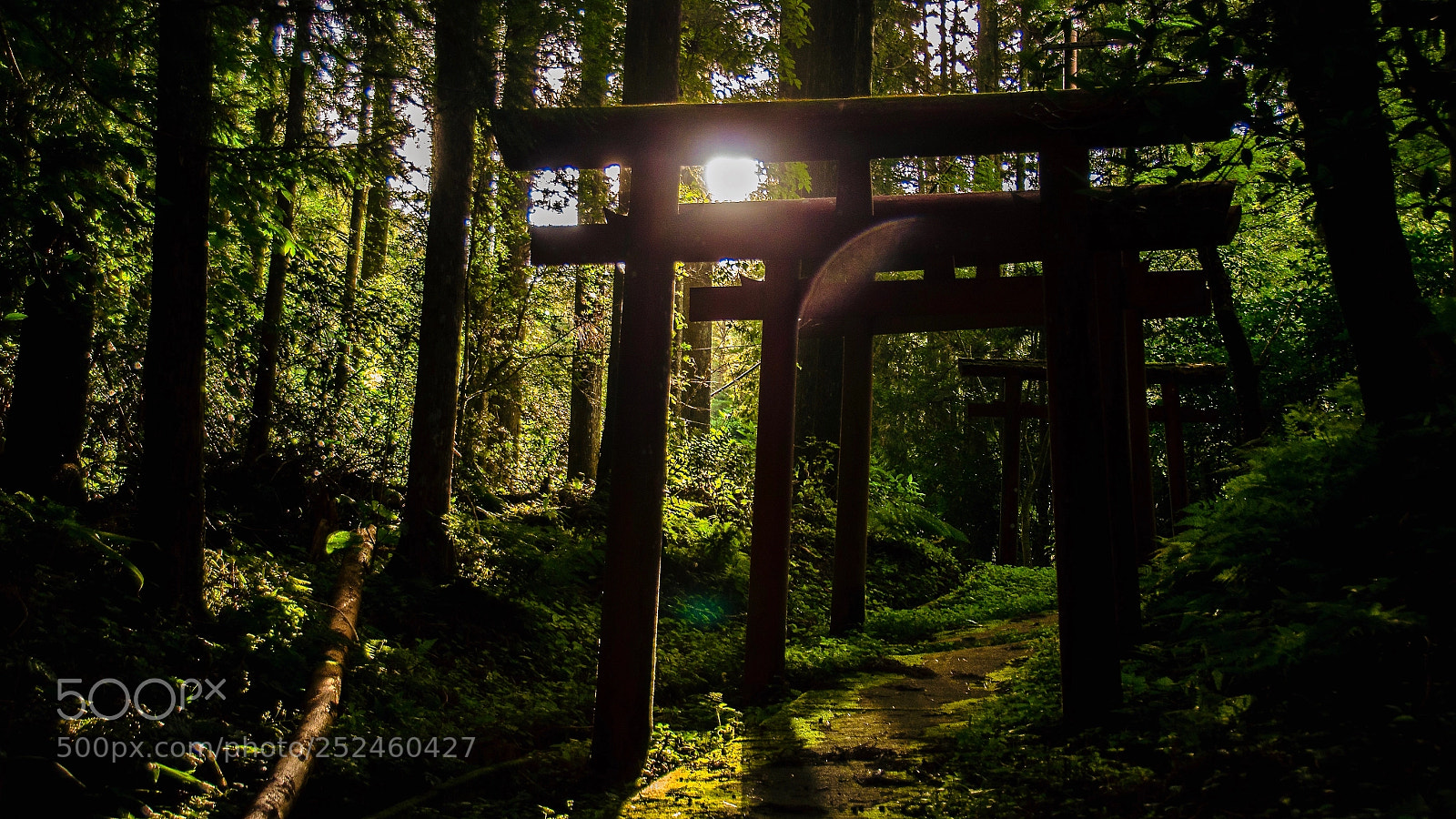Nikon D7000 sample photo. Camino de koyasan photography