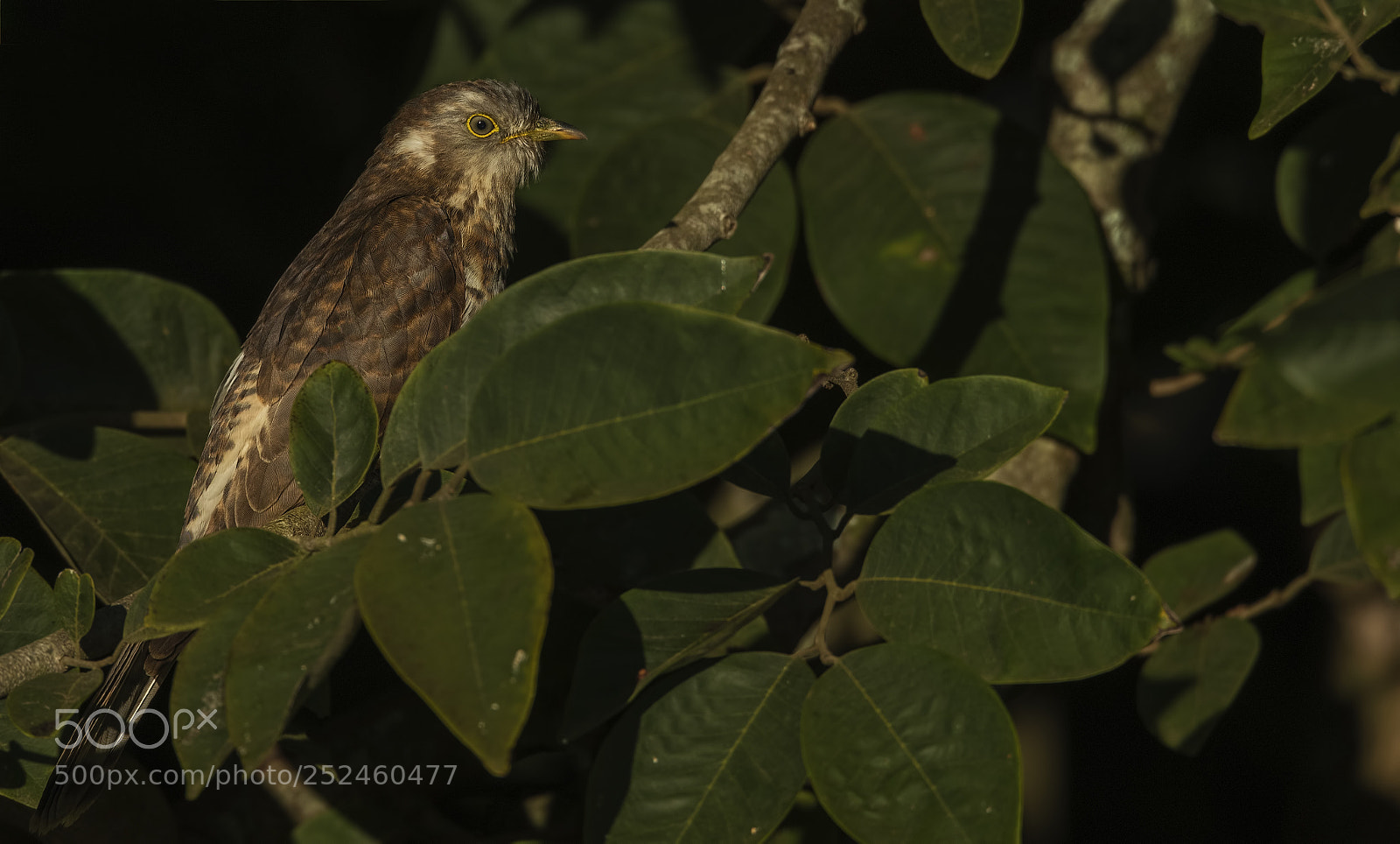 Nikon D850 sample photo. Common hawk cuckoo photography