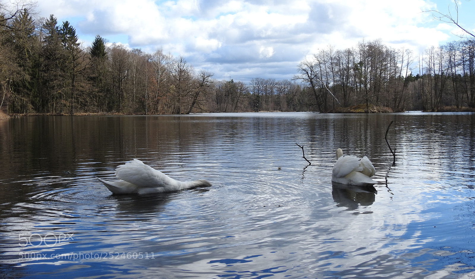 Nikon Coolpix P900 sample photo. Schwanensee photography