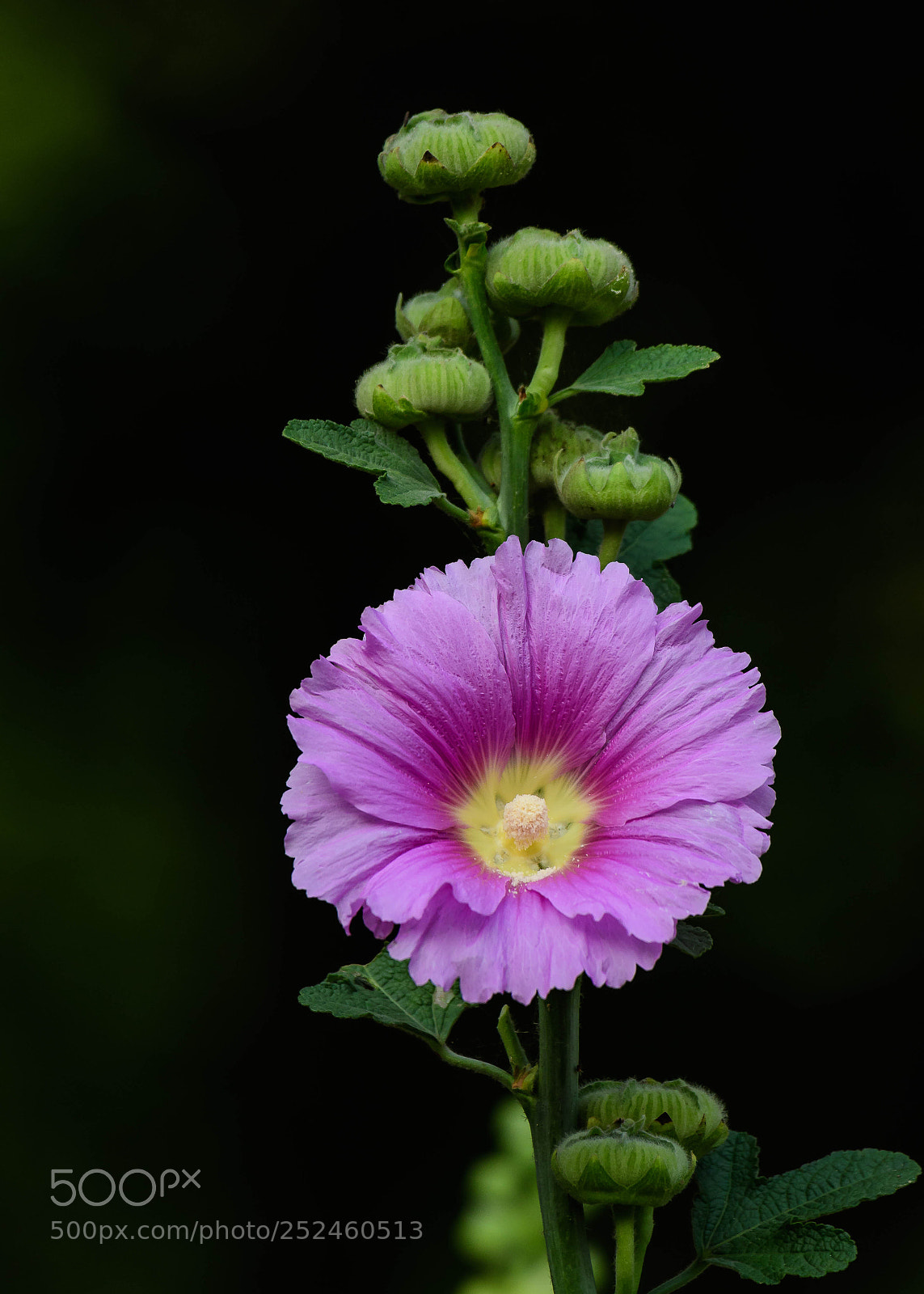 Nikon D500 sample photo. Hollyhock photography