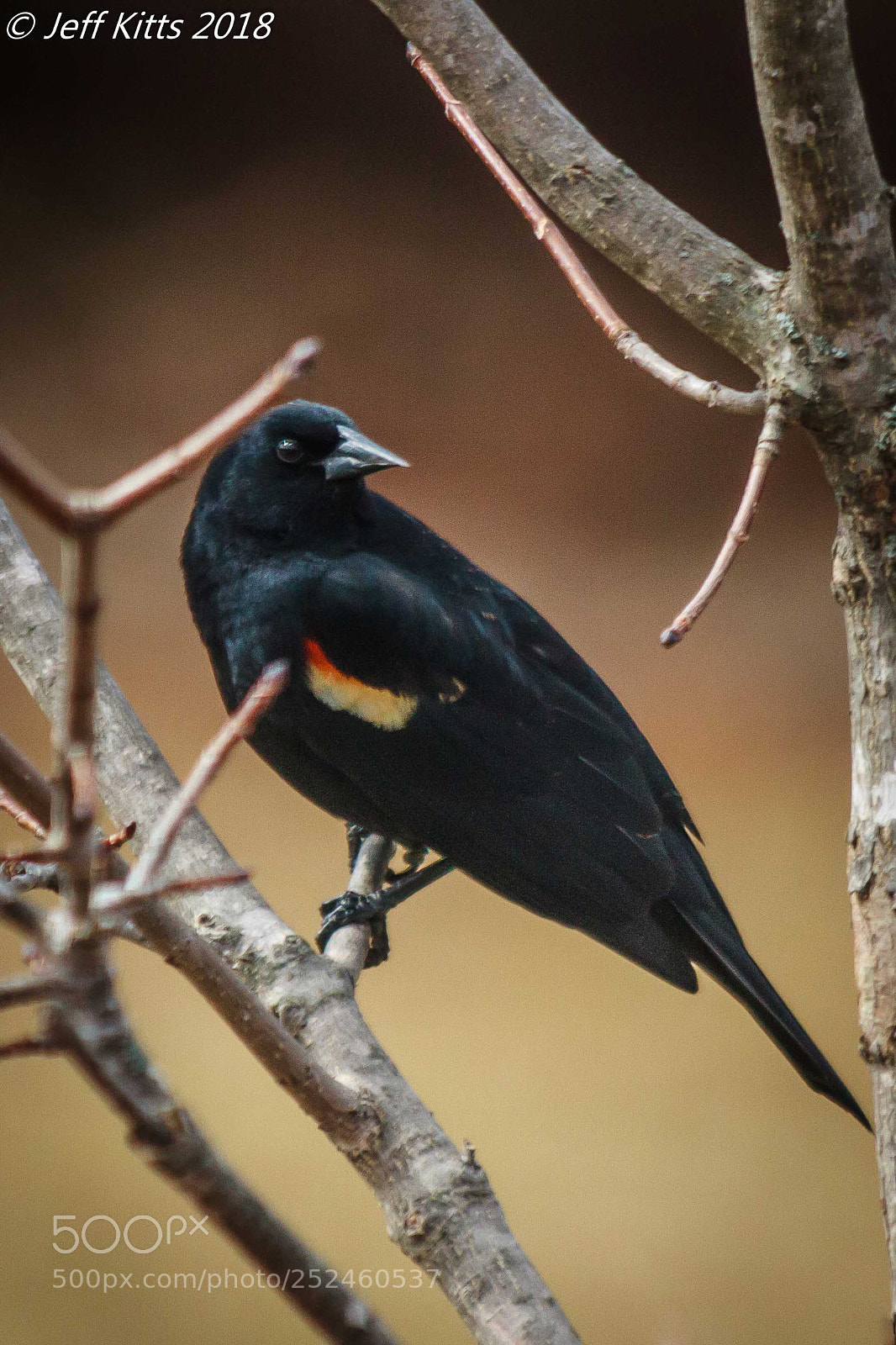 Canon EOS 7D sample photo. 6747- red wing # 10 photography
