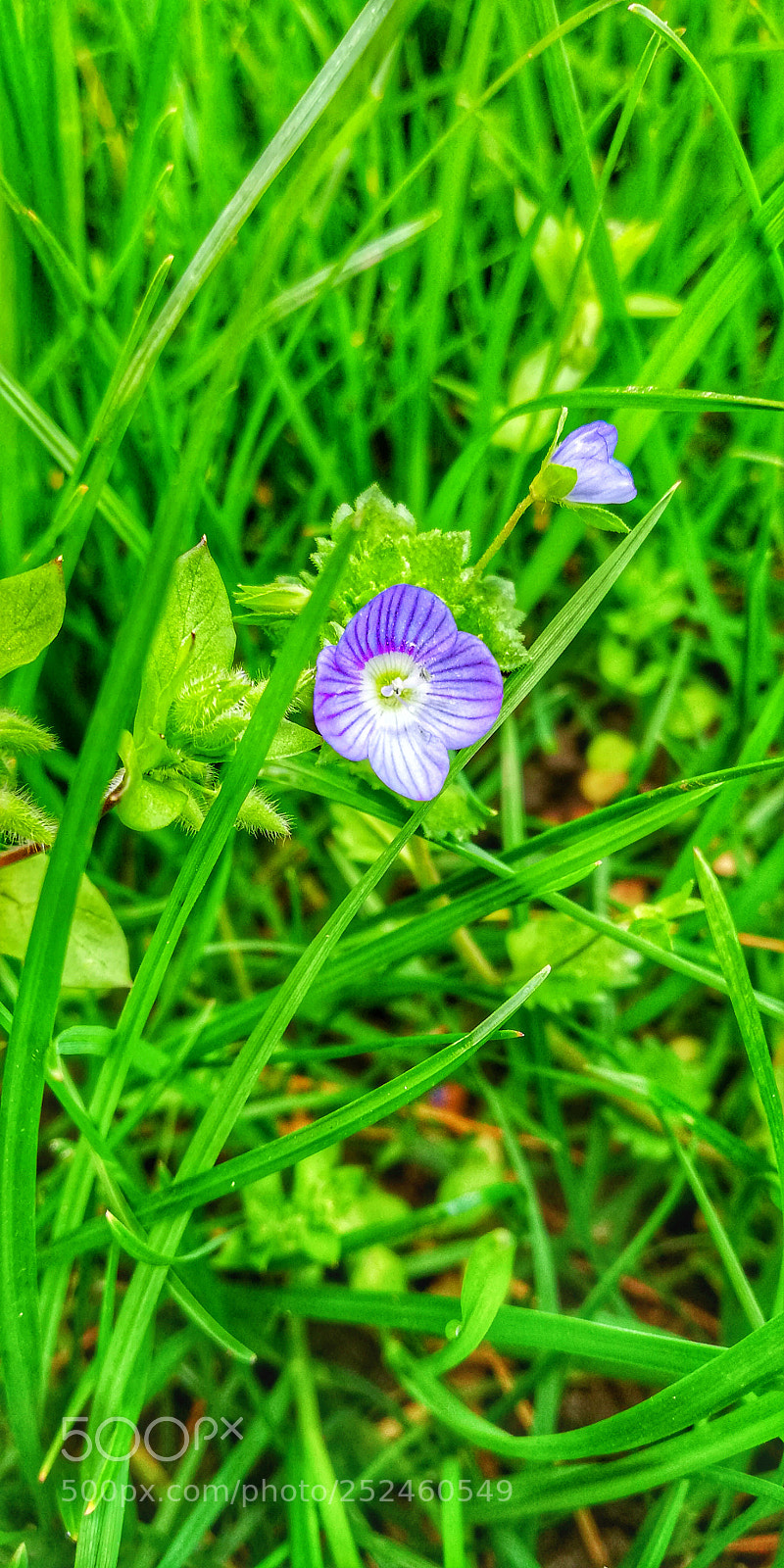 HUAWEI Mate 10 Lite sample photo. Fiore 2 photography