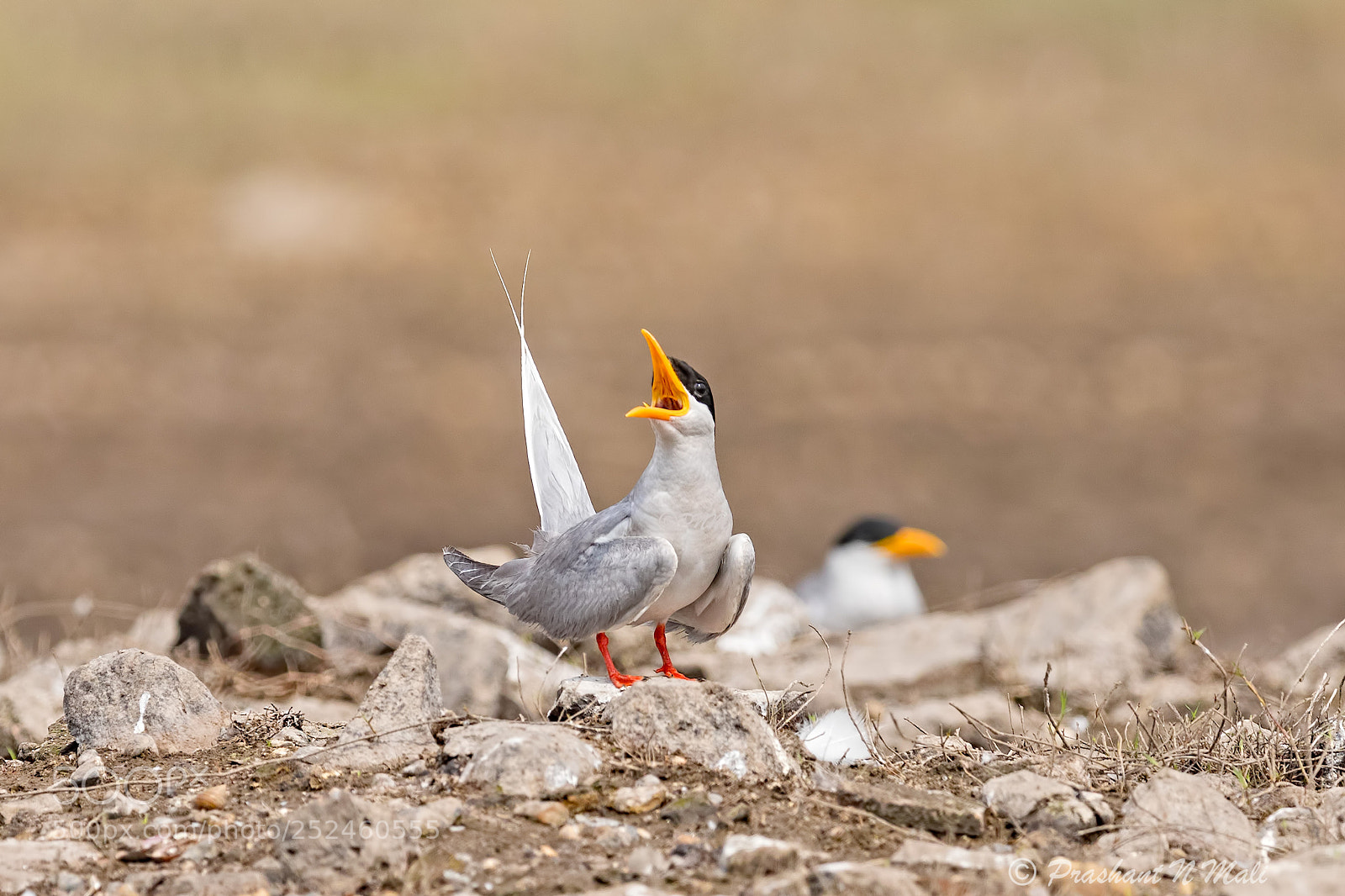 Canon EOS 5D Mark IV sample photo. Rivertern photography