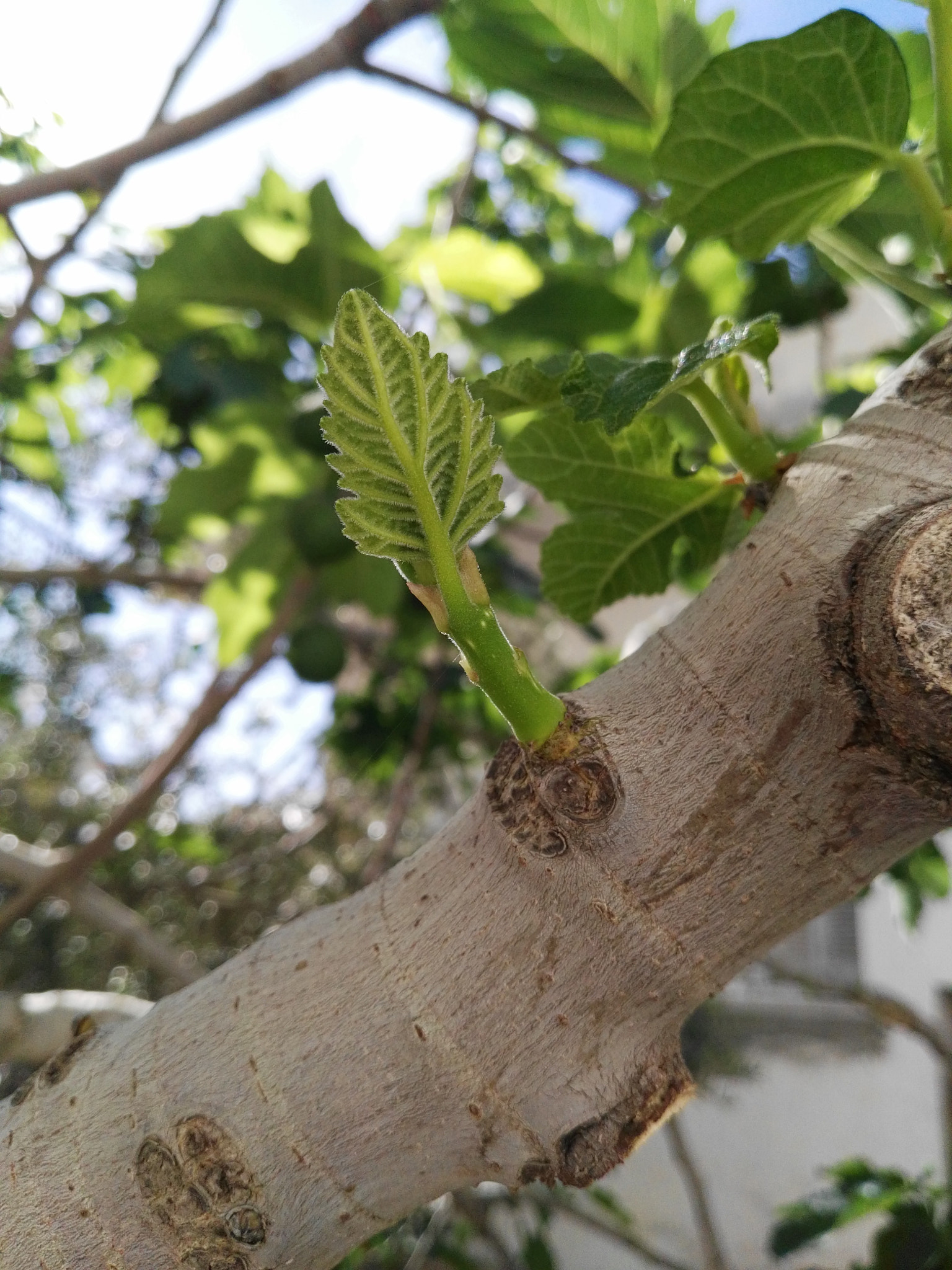 HUAWEI GX8 sample photo. Greeny photography