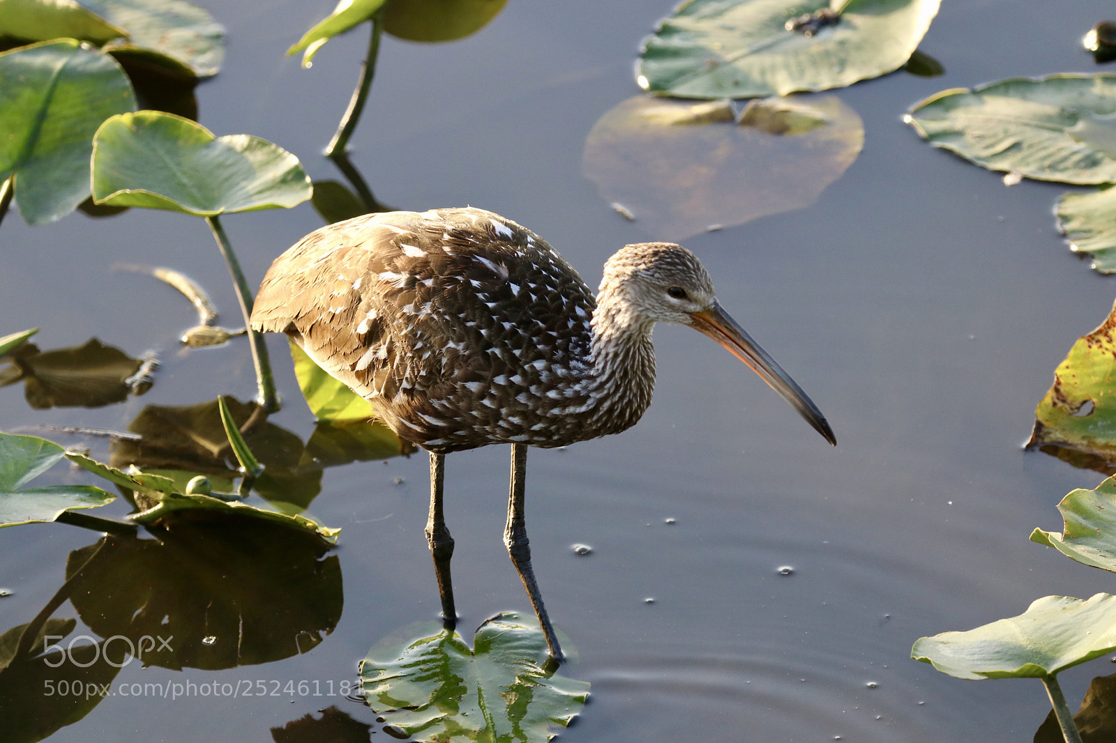 Canon EOS 80D sample photo. Limpkin photography