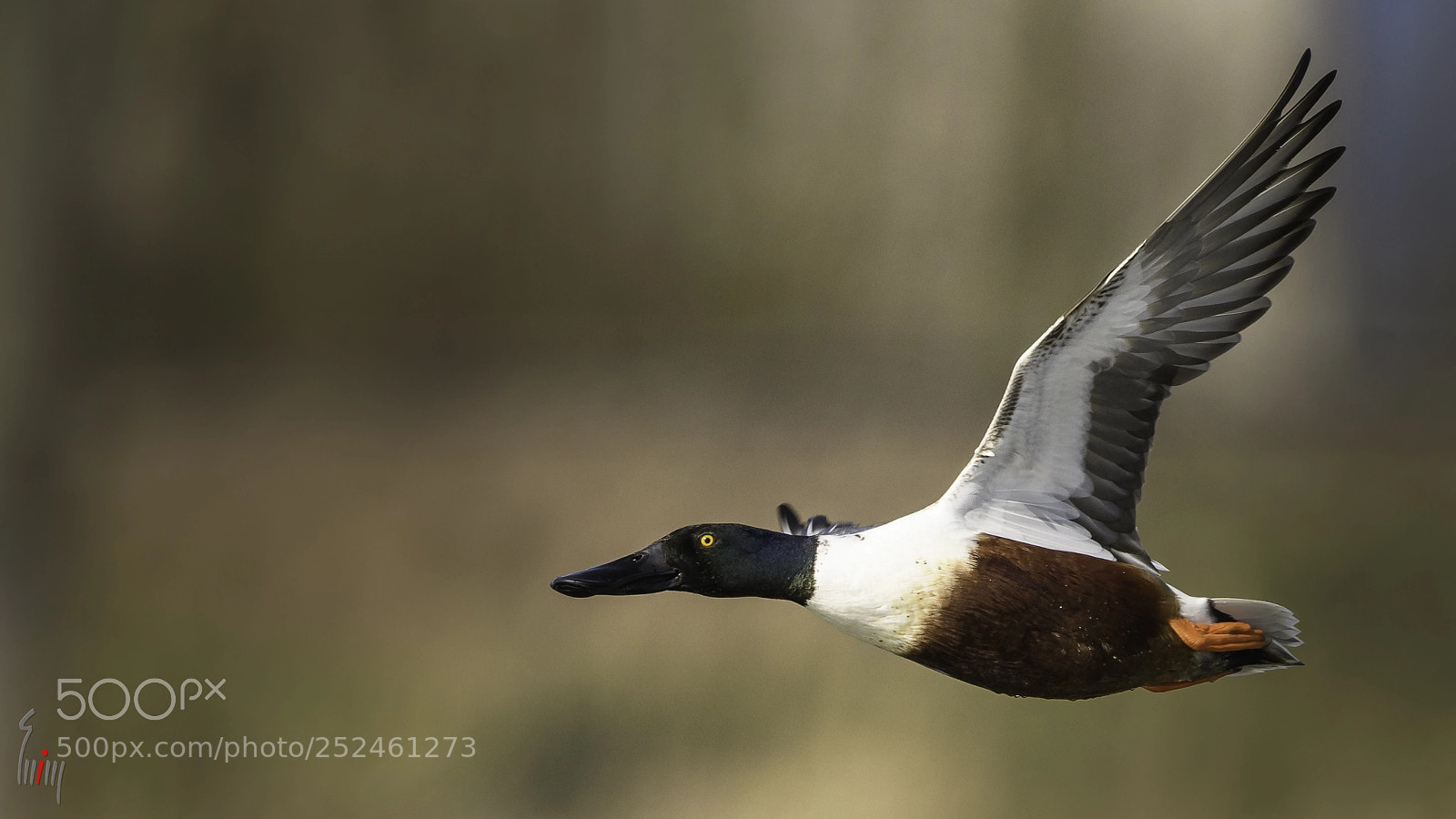 Nikon D500 sample photo. Northern shoveler photography