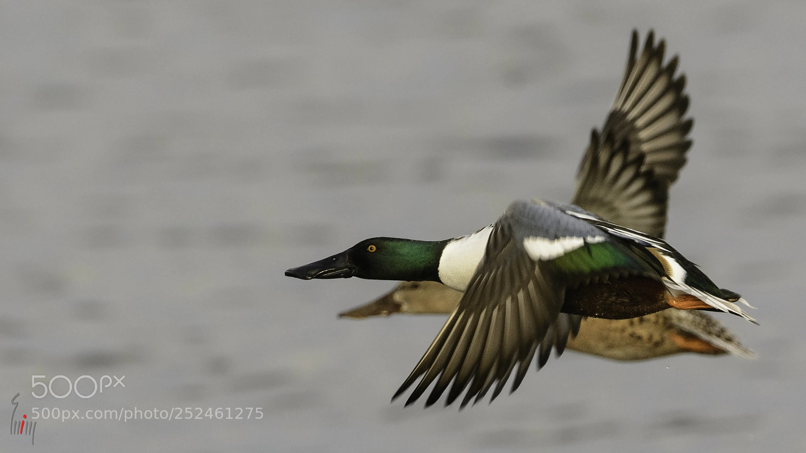 Nikon D7100 sample photo. Northern shoveler photography
