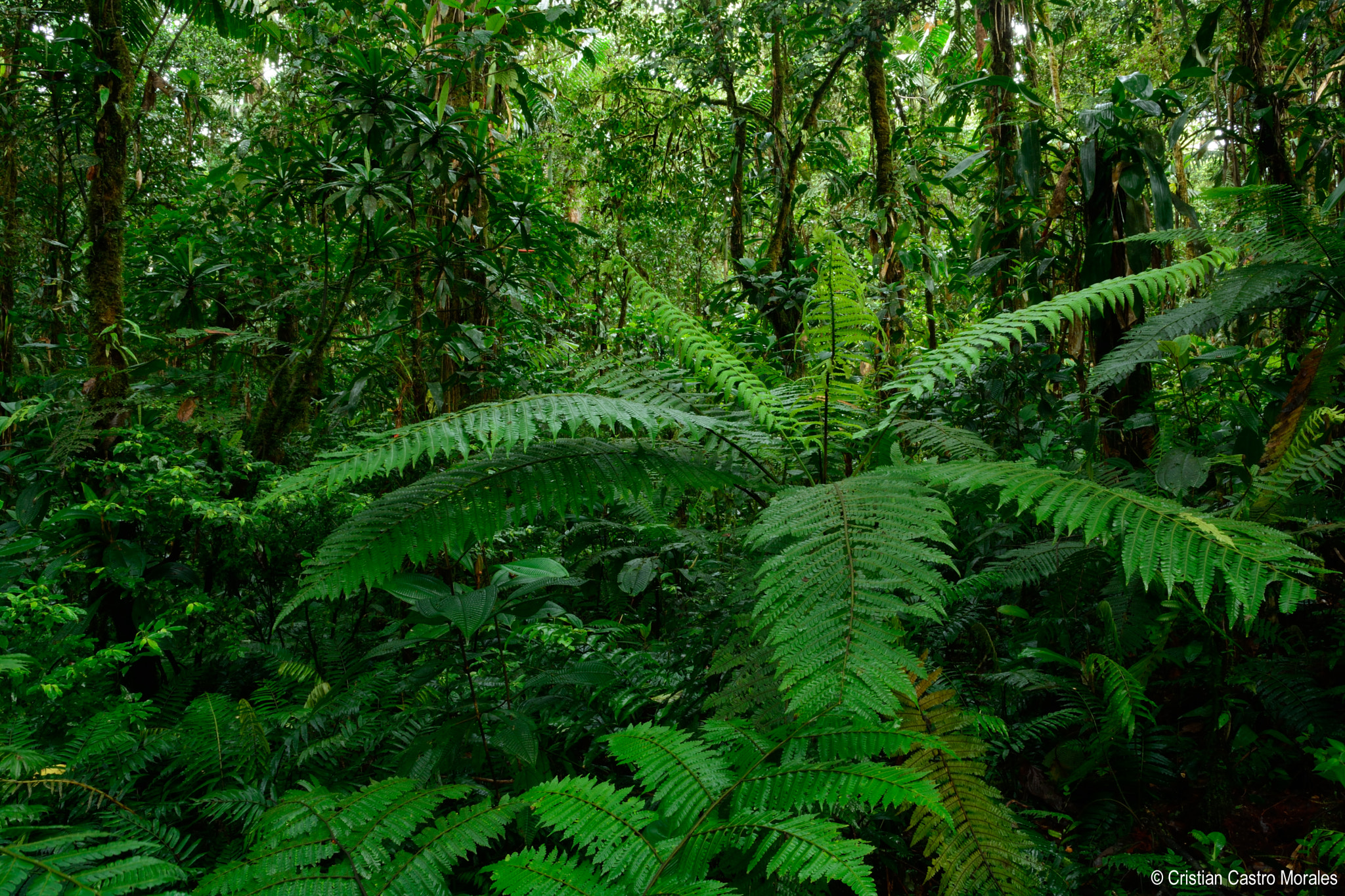 Nikon D7100 sample photo. Amazonian landscape photography