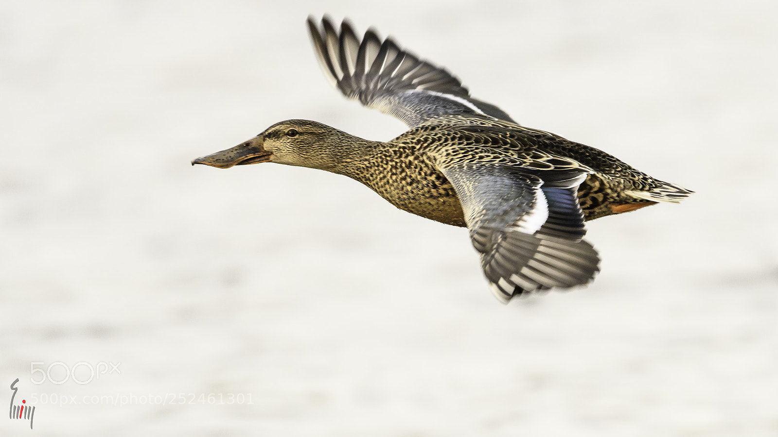 Nikon D500 sample photo. Northern shoveler photography