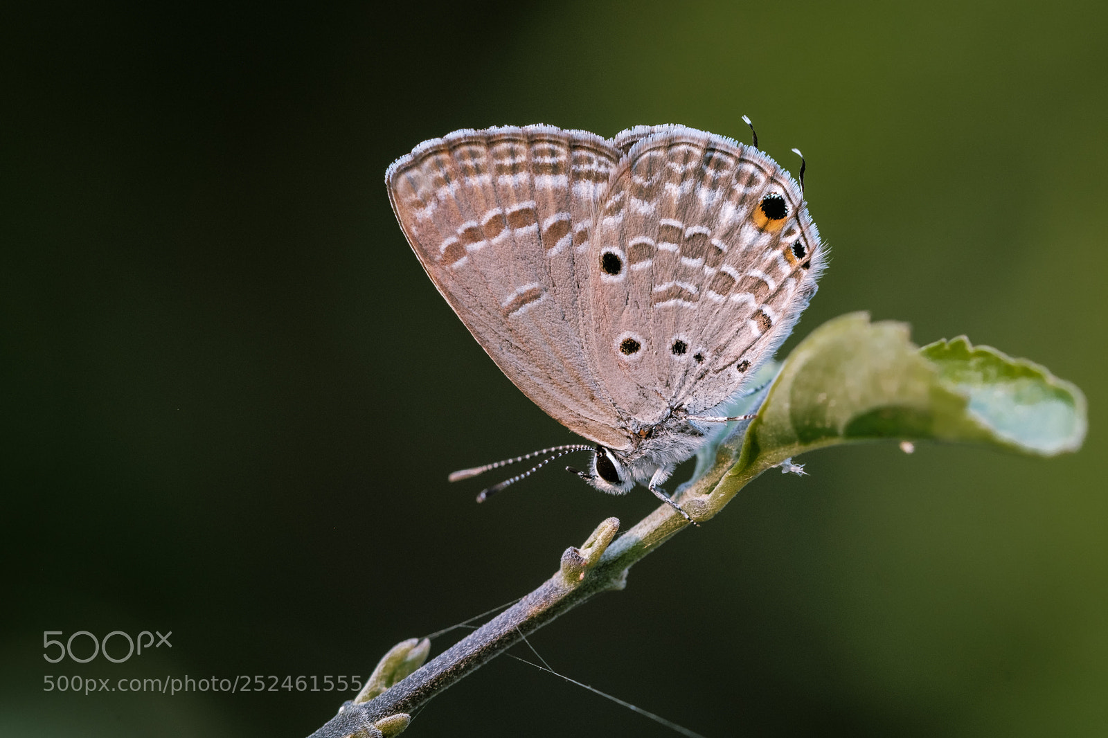 Fujifilm X-T2 sample photo. Long tailed blue butterfly photography